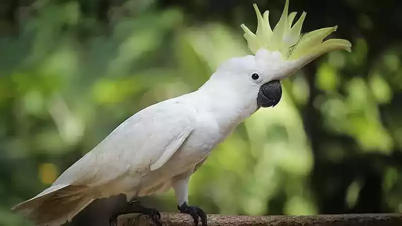 Burung Kakatua