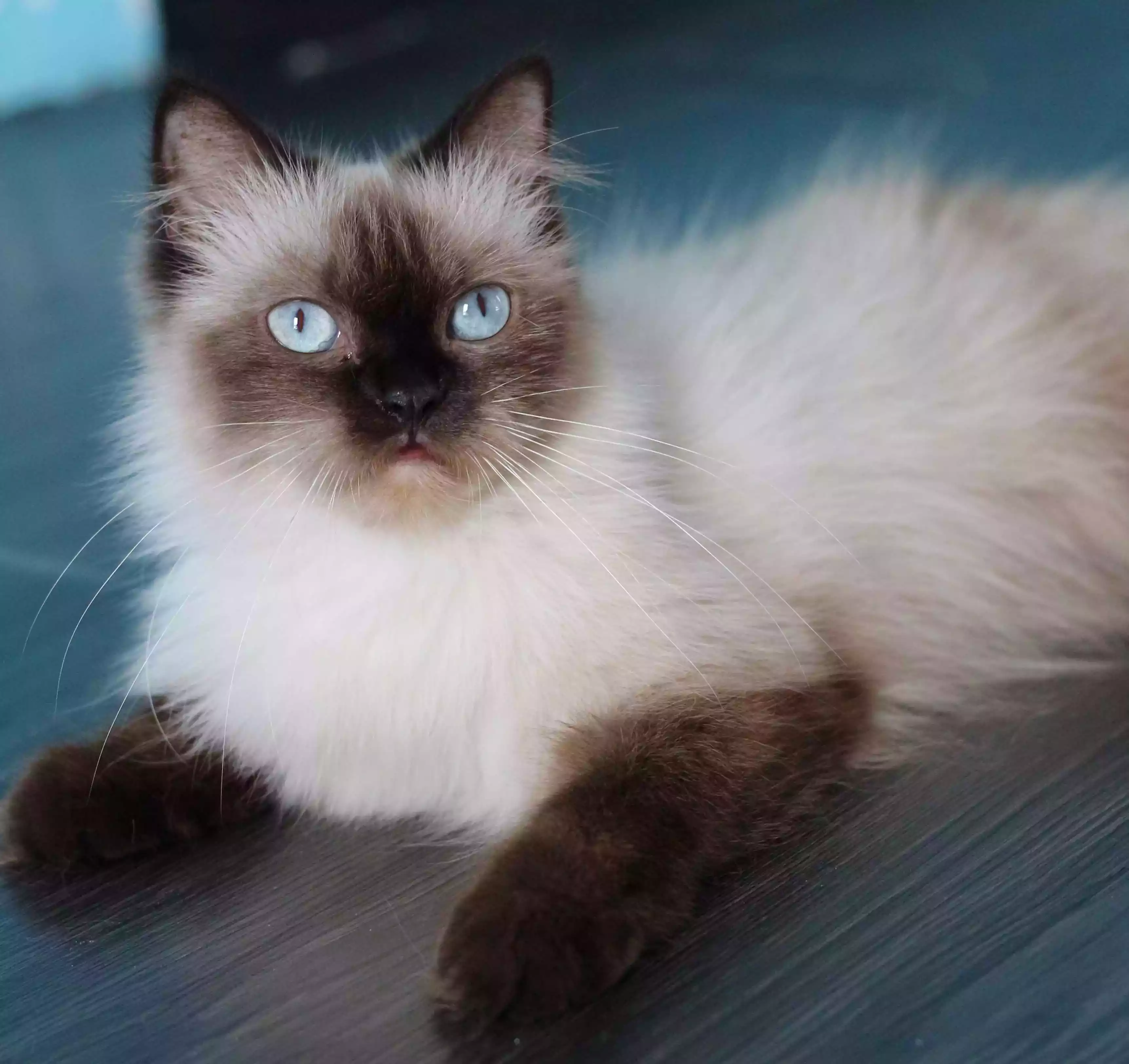 Kucing Himalaya