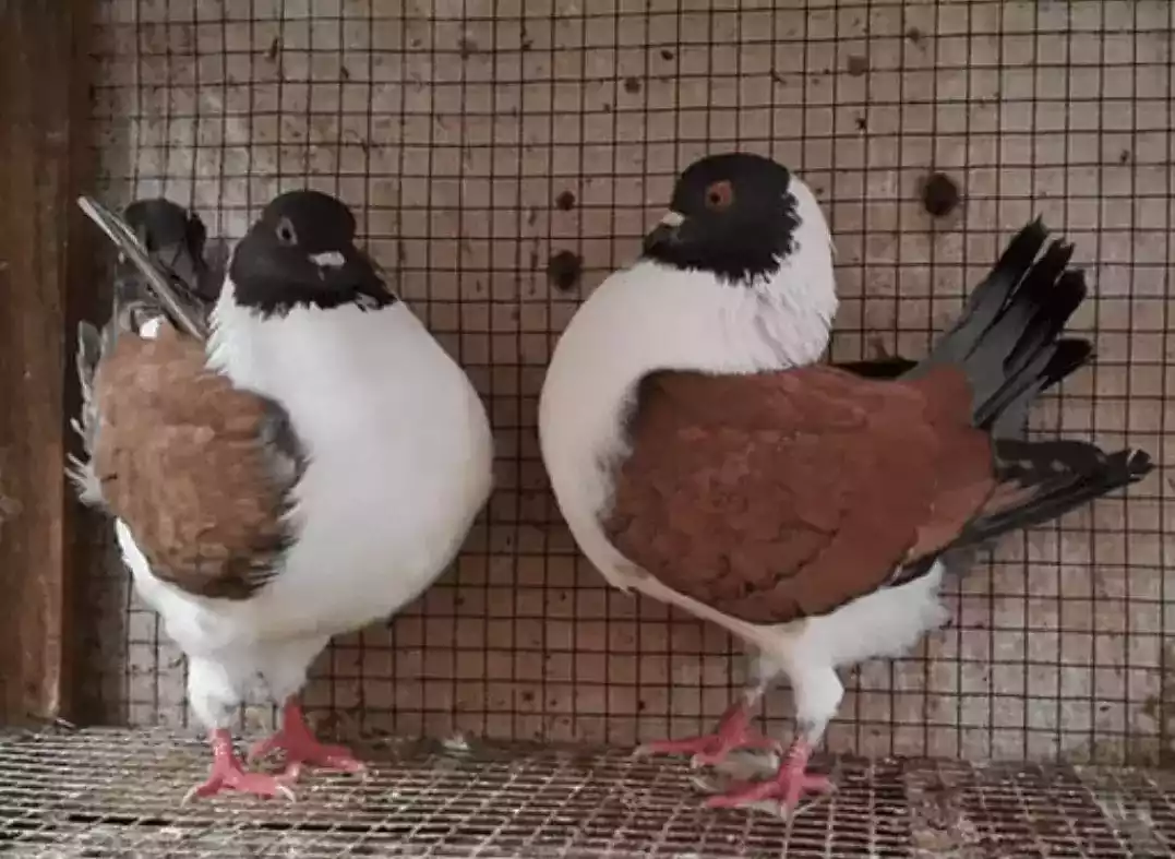 Burung Merpati Modena Gazzi