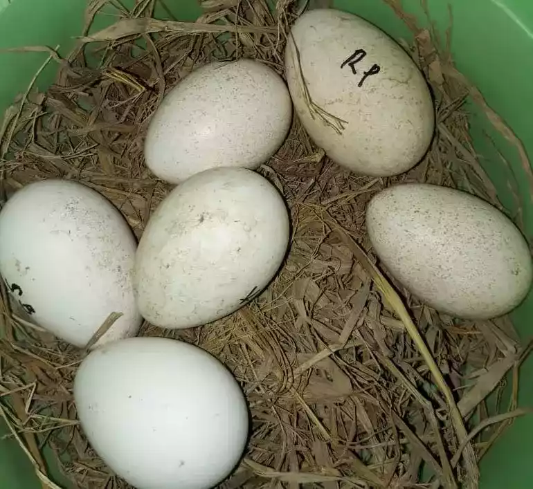 Telur Kalkun Royal Palm