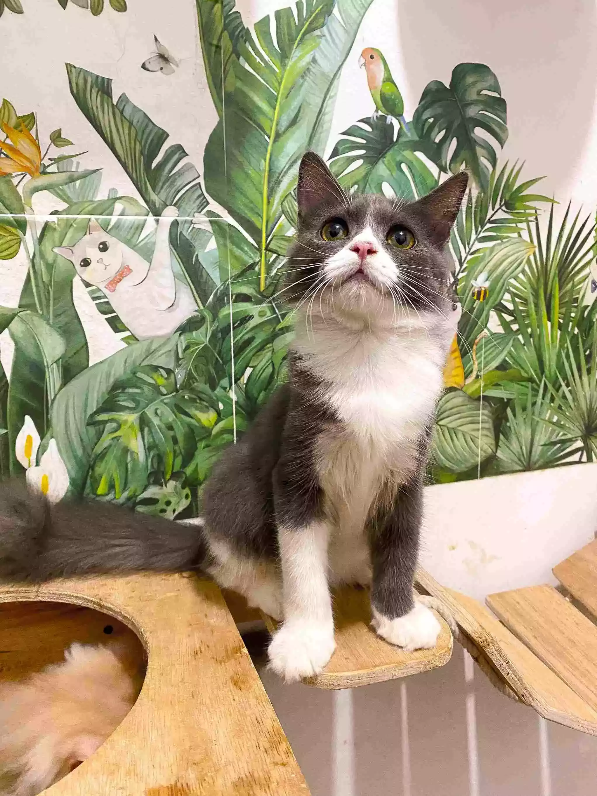 Kucing Persia Abu-abu Putih Lucu Aktif Bulu Lebat