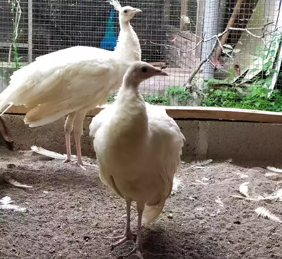 Burung Merak Putih