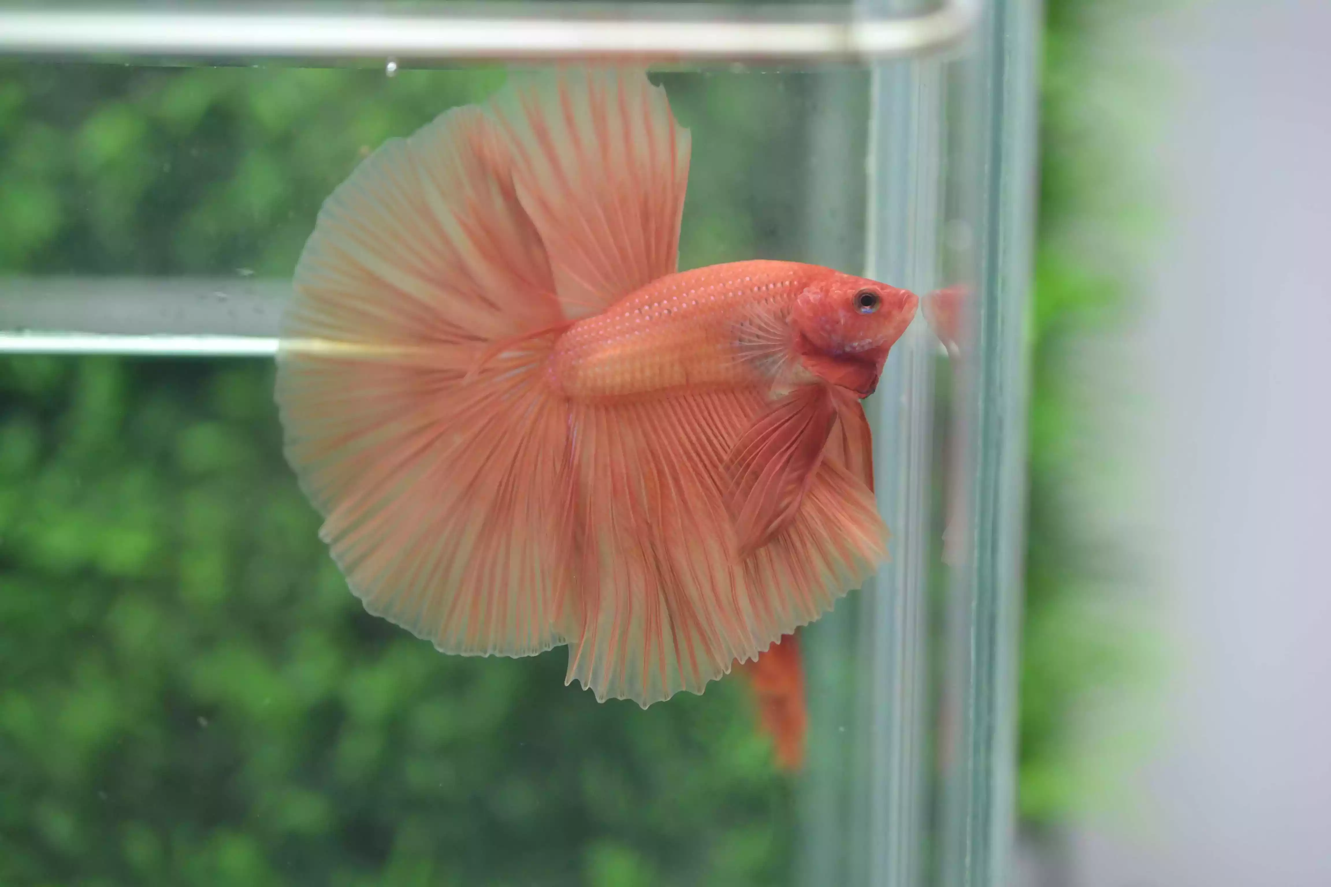 Ikan Cupang Halfmoon Orange