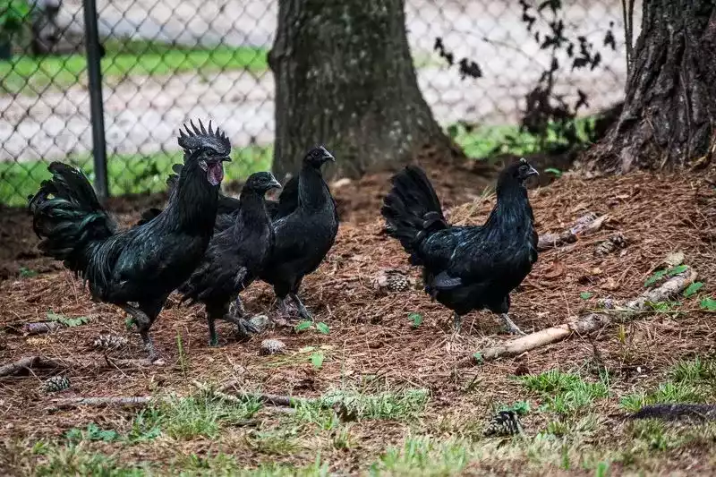 Ayam Cemani Hitam