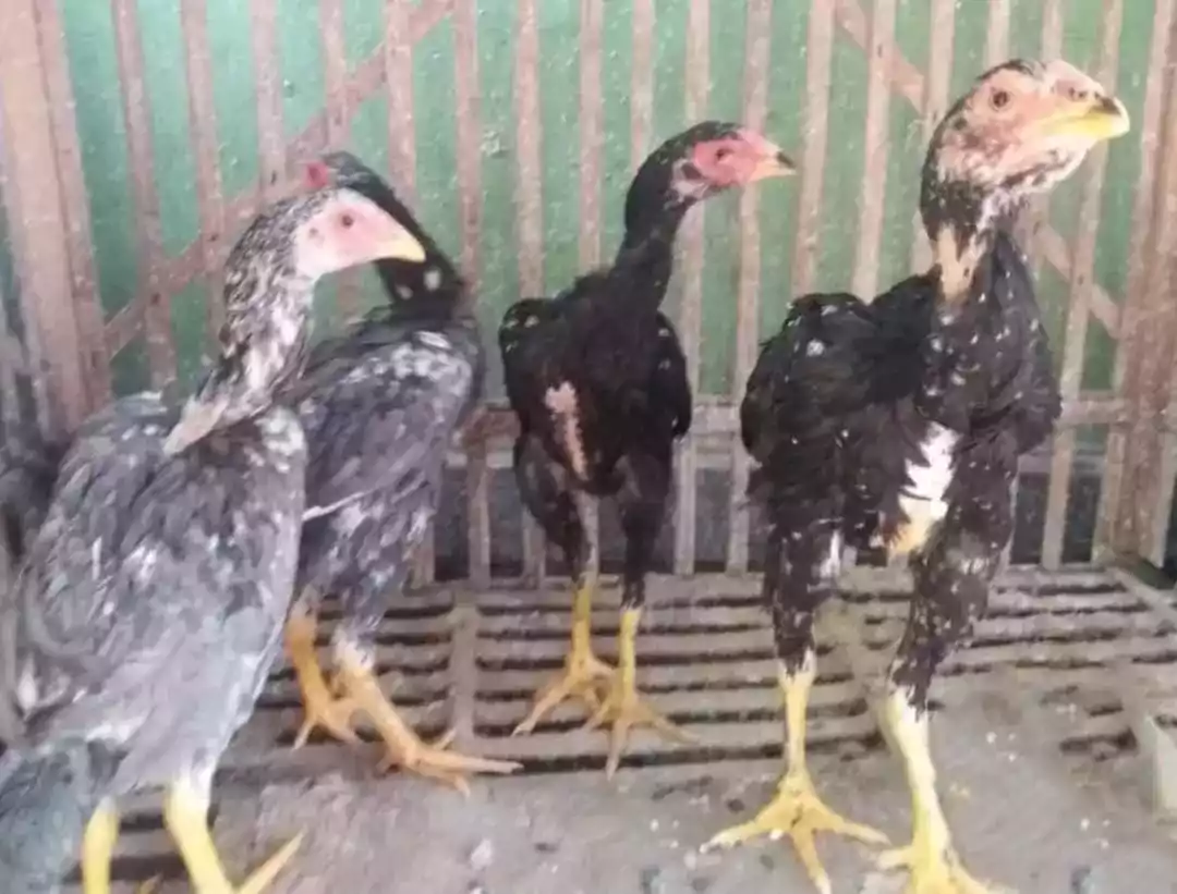 Ayam Bangkok
