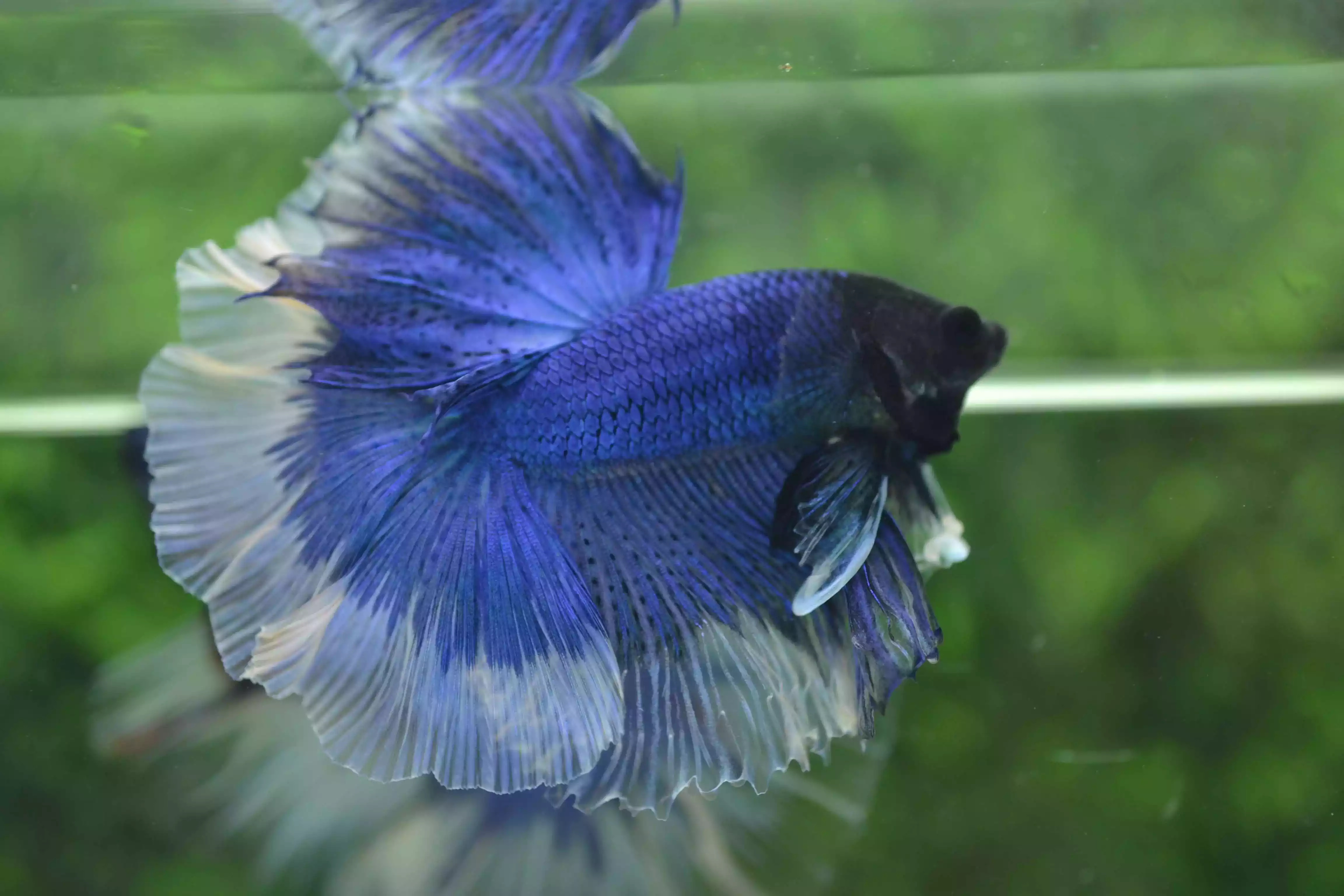 Ikan Cupang Halfmoon Butterfly