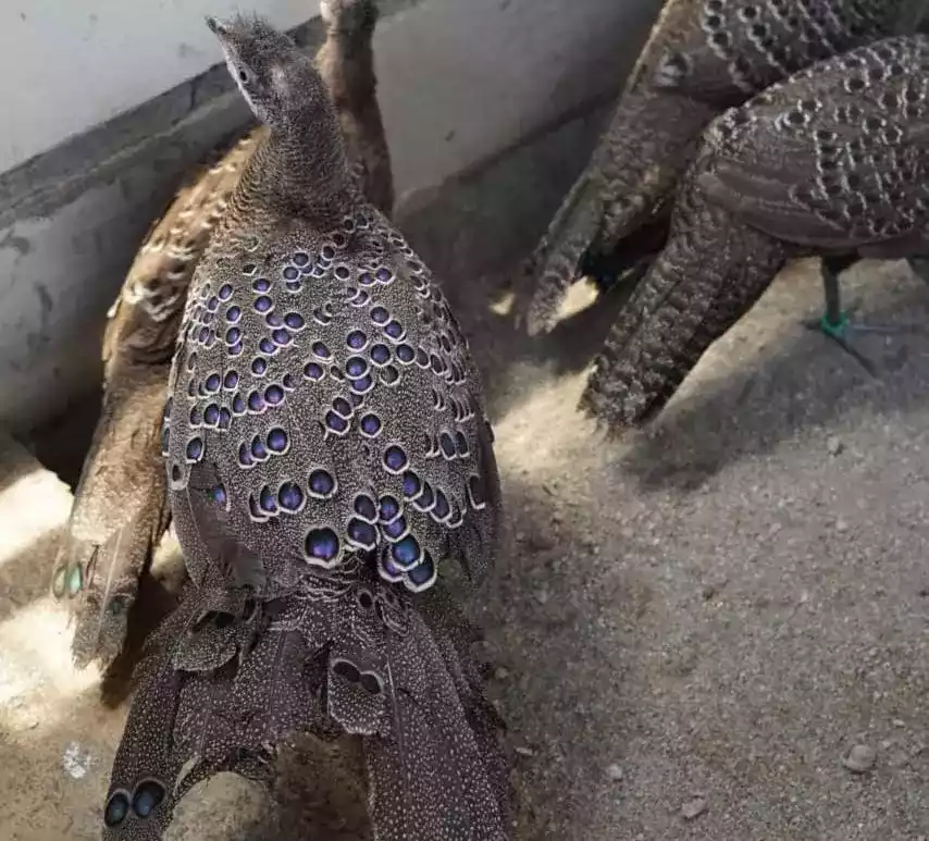 Grey Peacock Pheasant