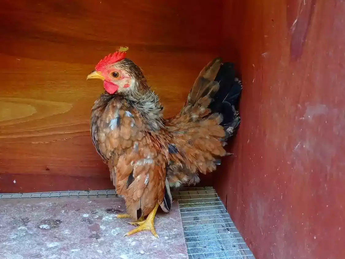 Ayam Serama