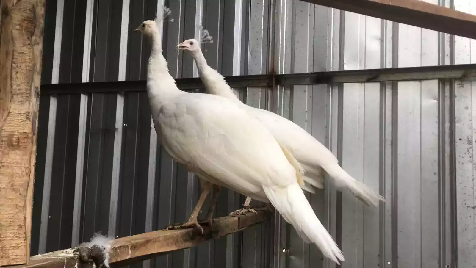 Burung Merak Putih