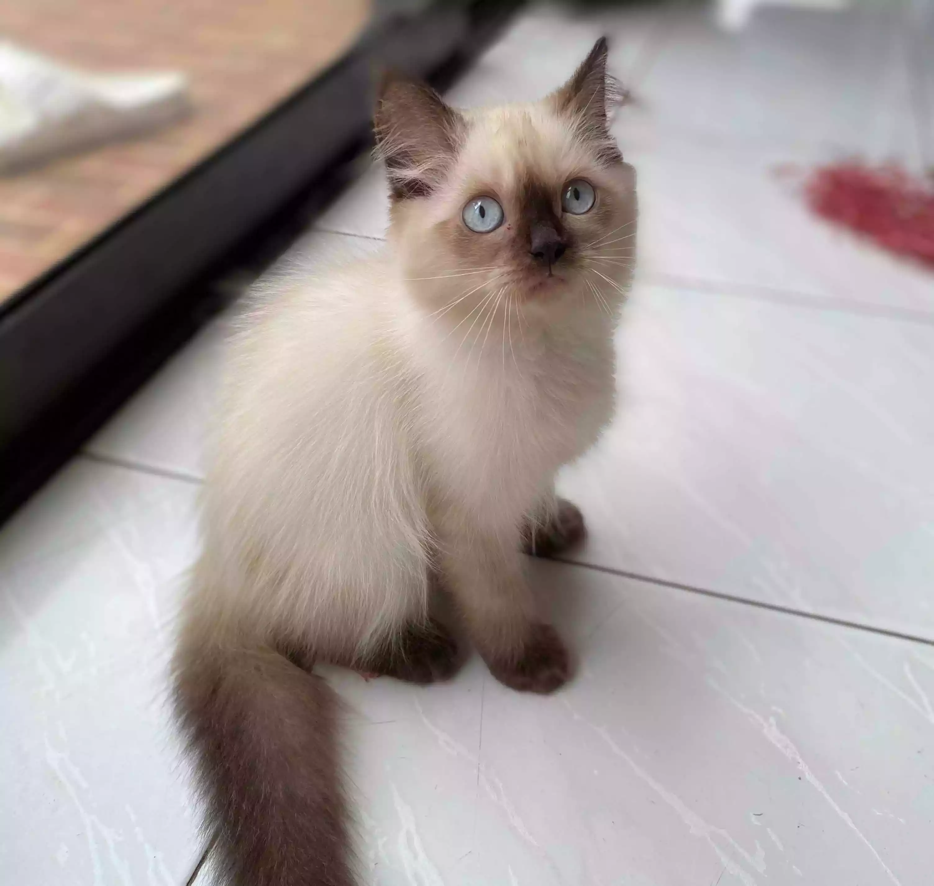 Kucing Himalaya