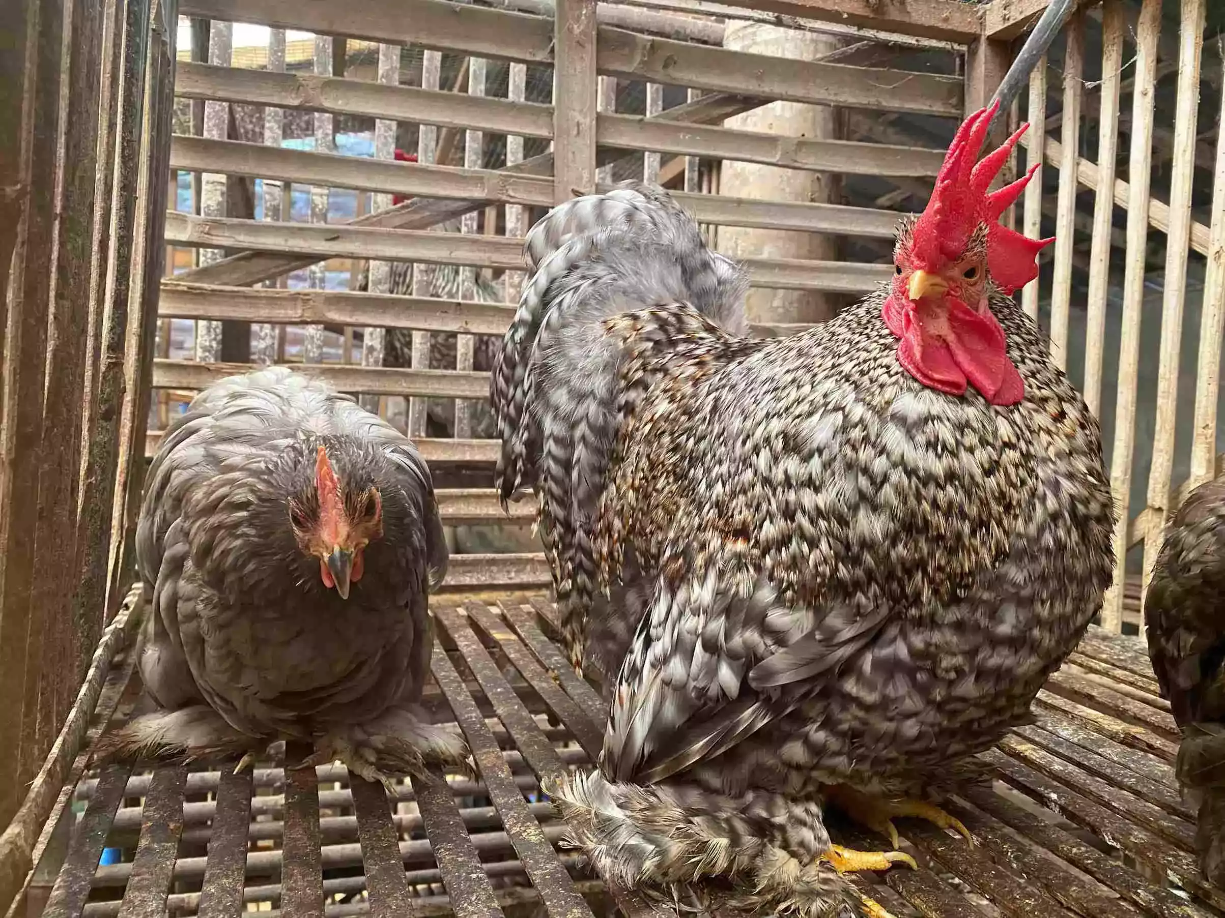 Ayam Cochin