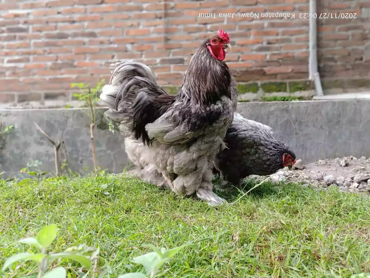 Ayam Brahma