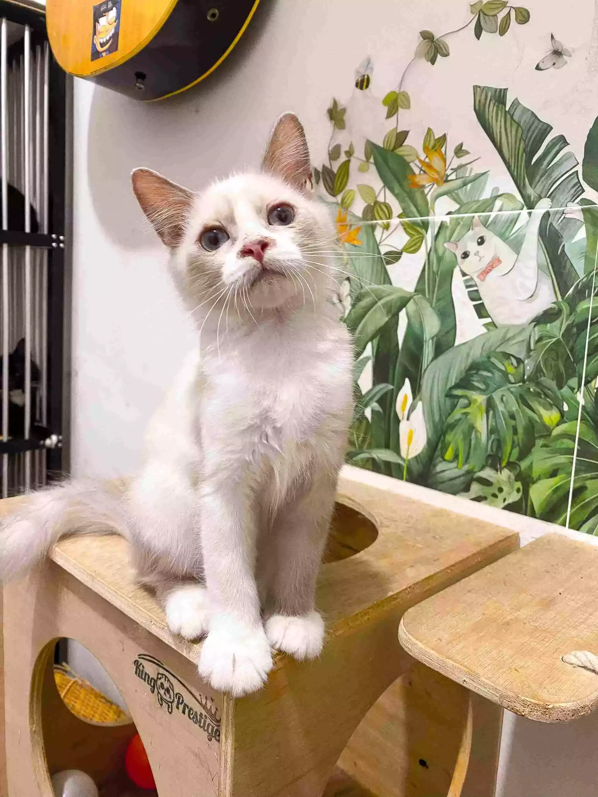 Kucing Himalaya Red Point Aktif Sehat Bulu Lebat