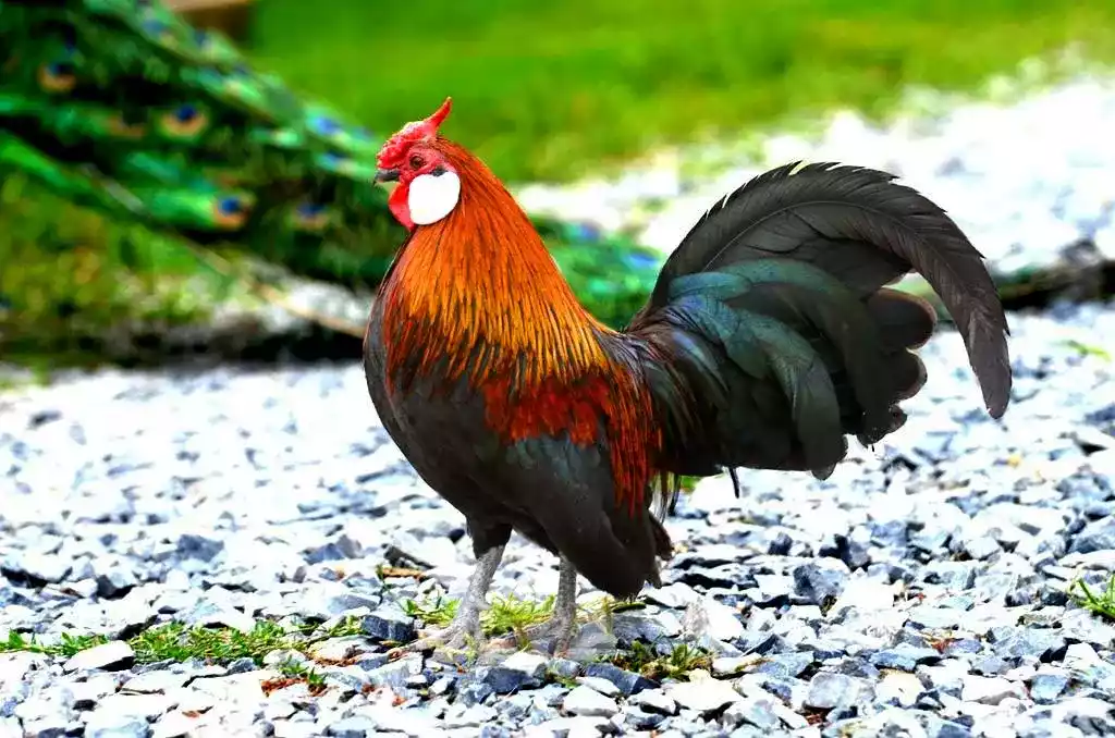 Ayam Rosecomb