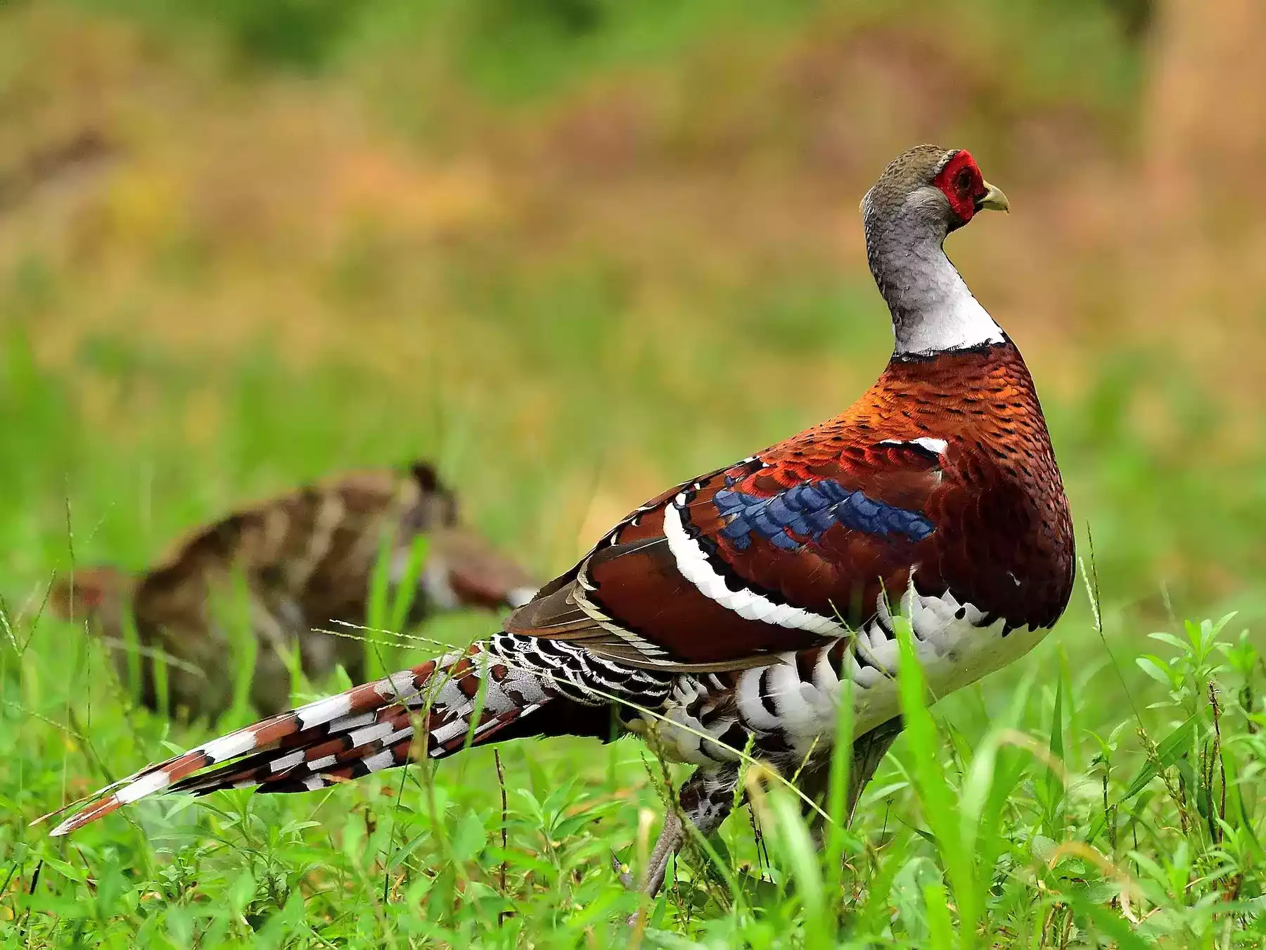 Elliot Pheasant