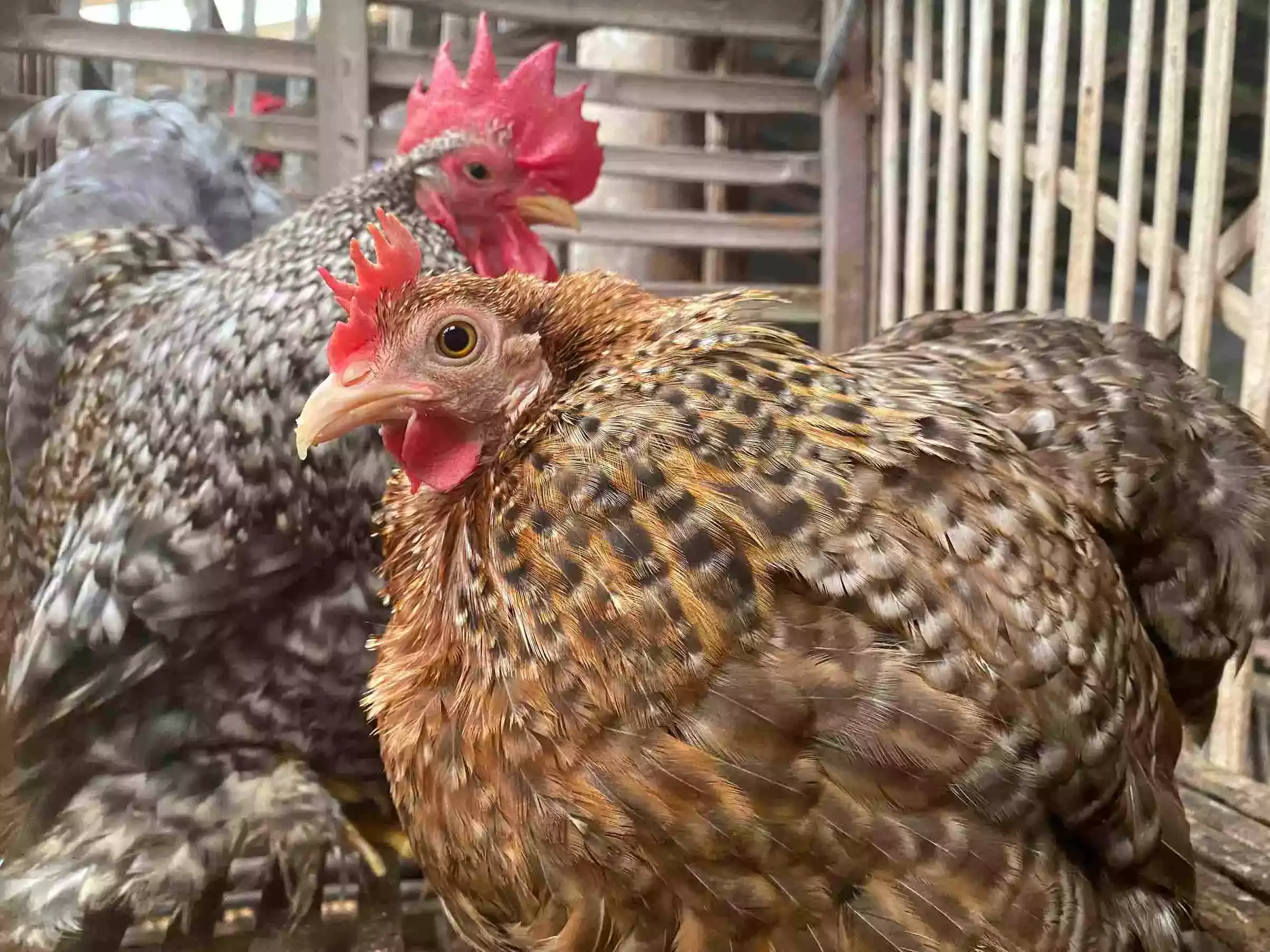 Ayam Cochin