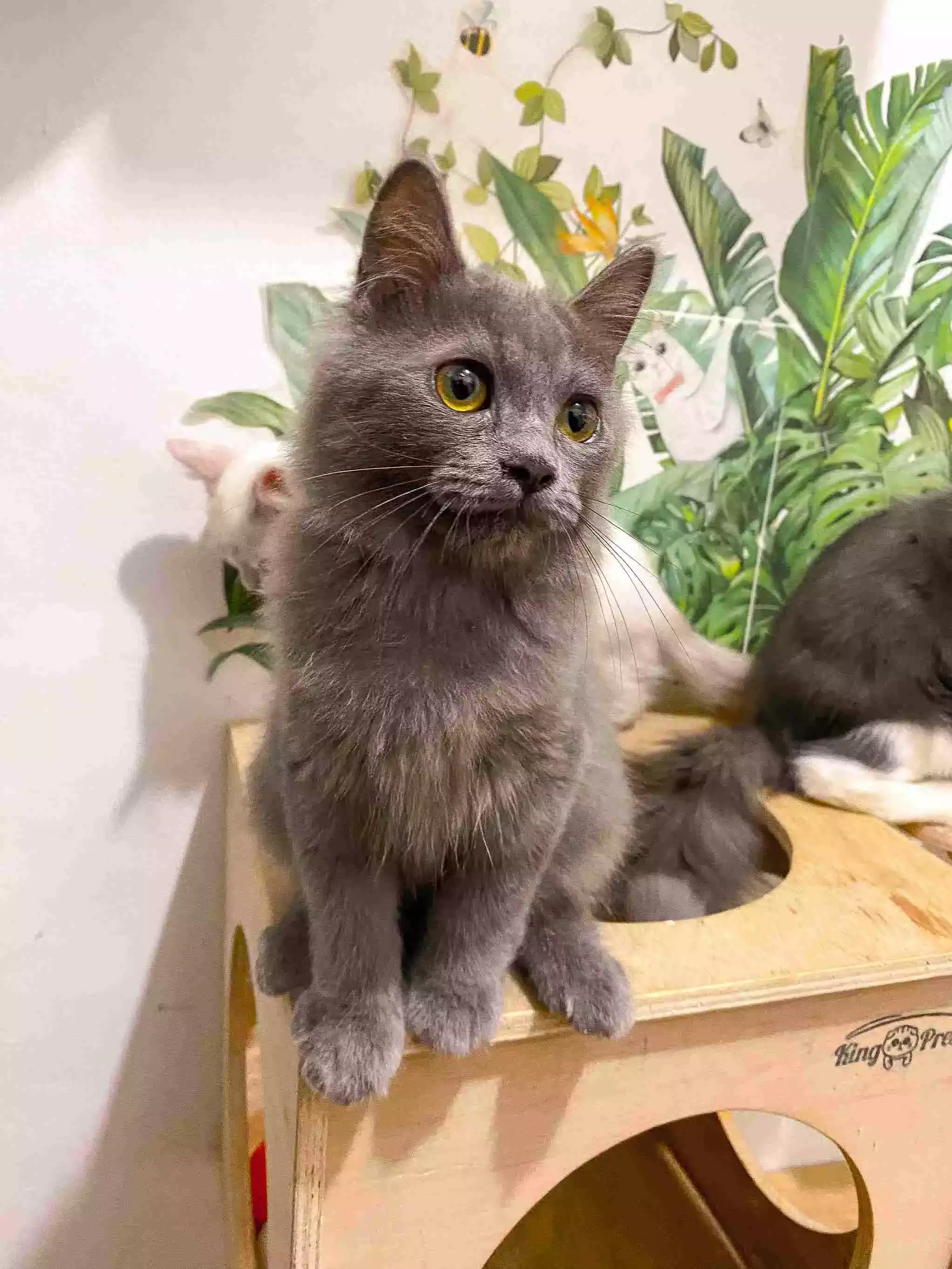 Kucing Persia Abu-abu Smoke Full Bulu Lebat & Aktif