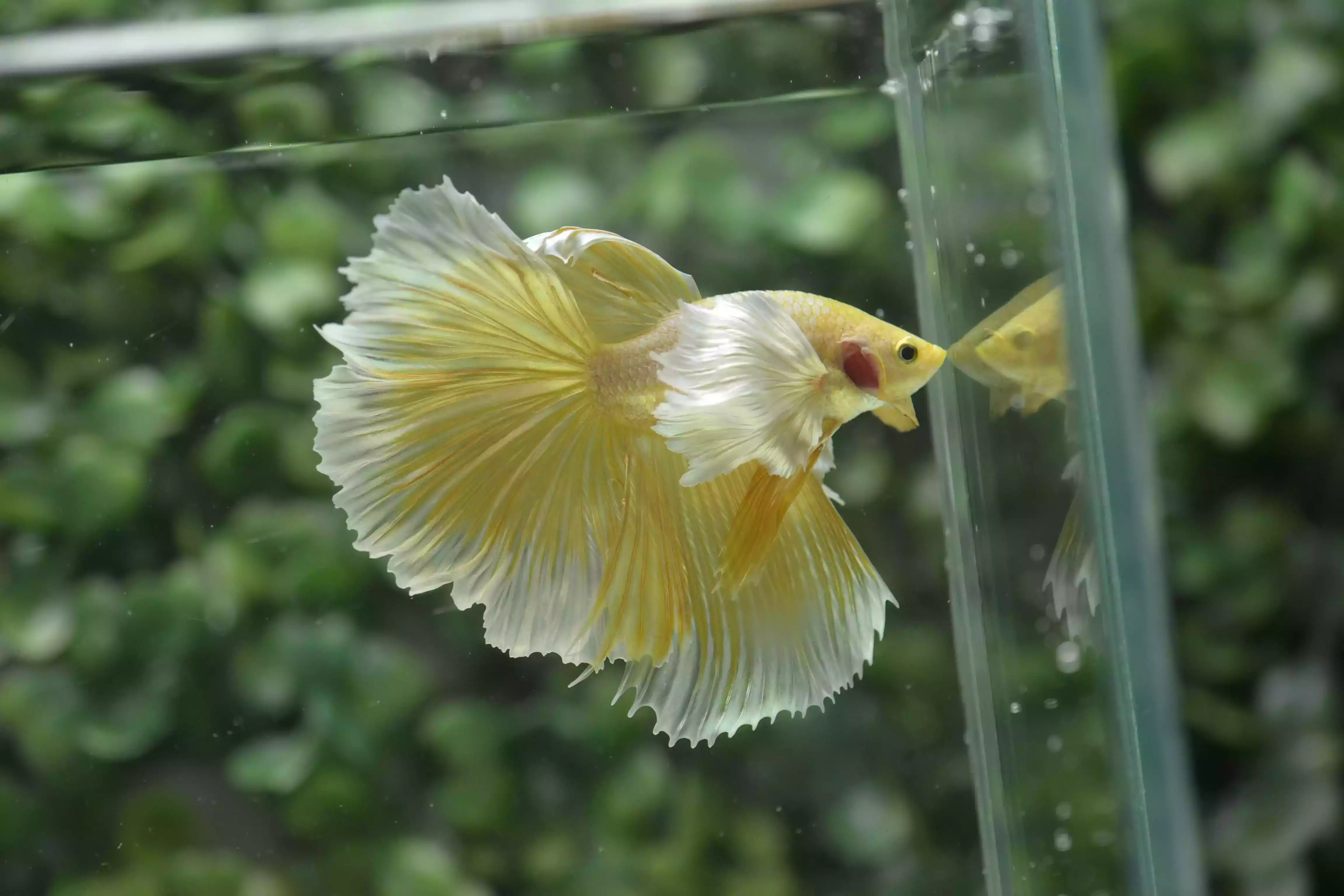 Ikan Cupang Halfmoon Dumbo Ear Gold