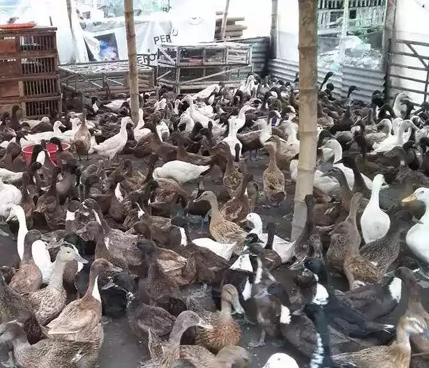 DOD Bebek Hibrida