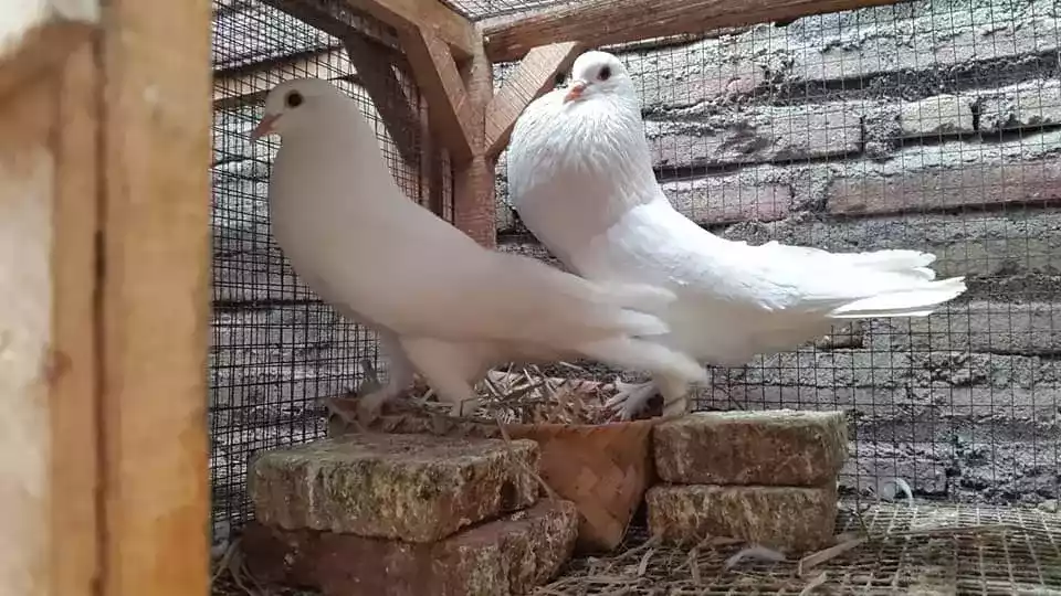 Burung Merpati Gondok