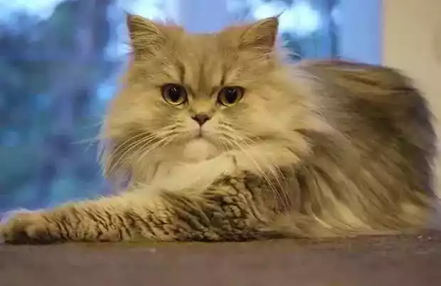 Kucing Persia Medium