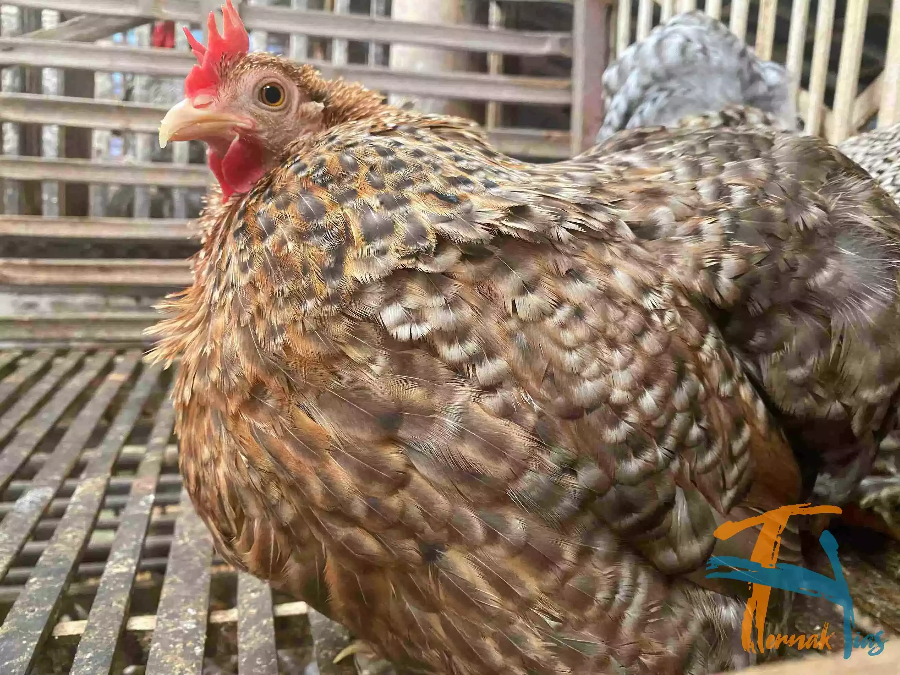 Ayam Cochin