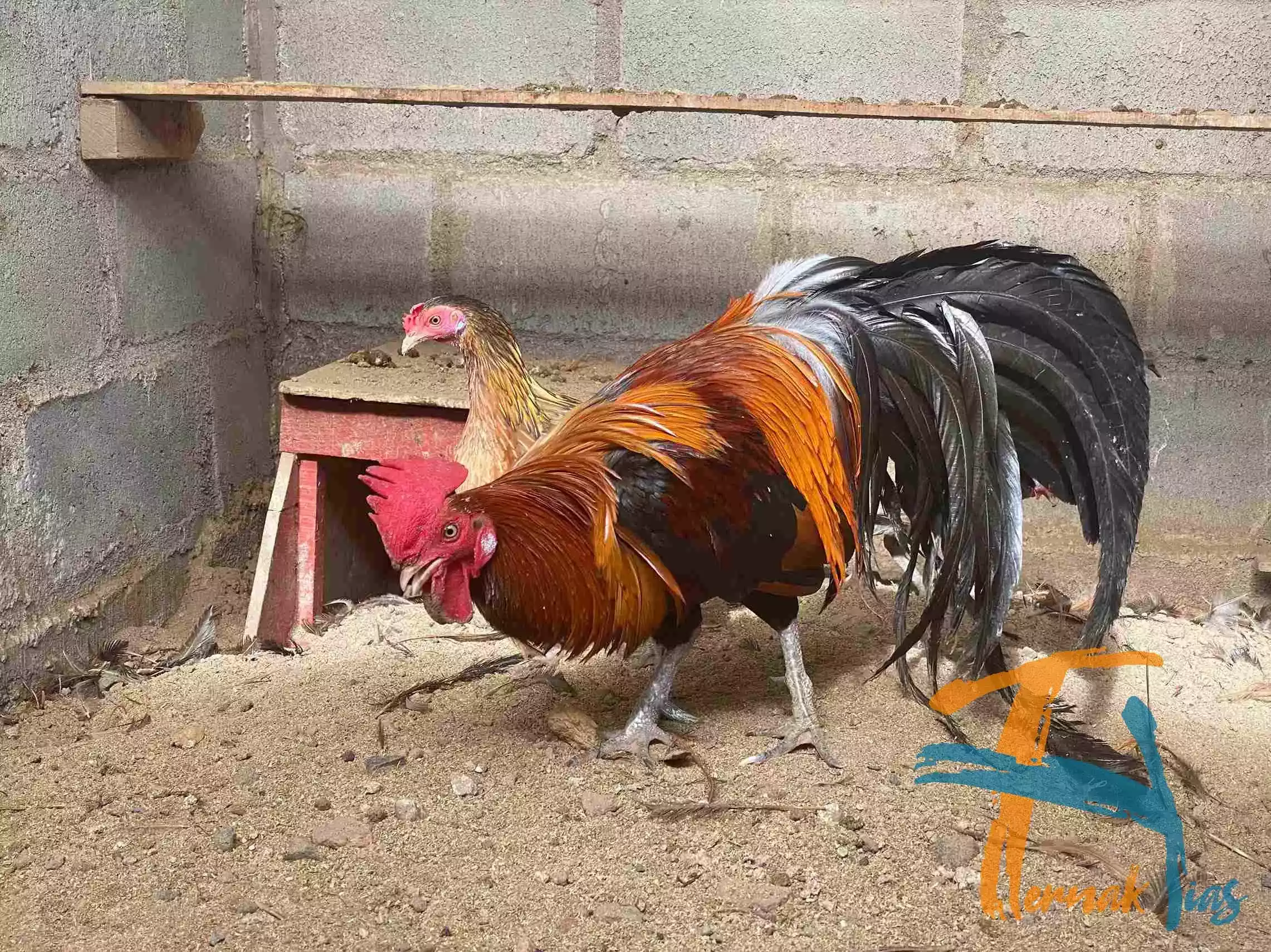 Ayam Phoenix