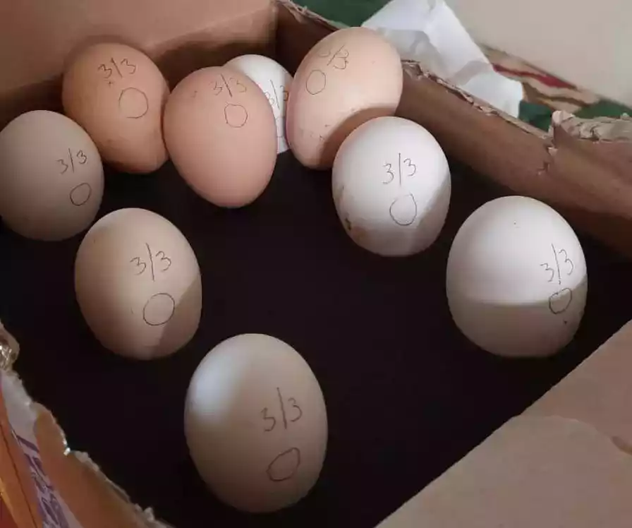 Telur Ayam Kapas Coklat