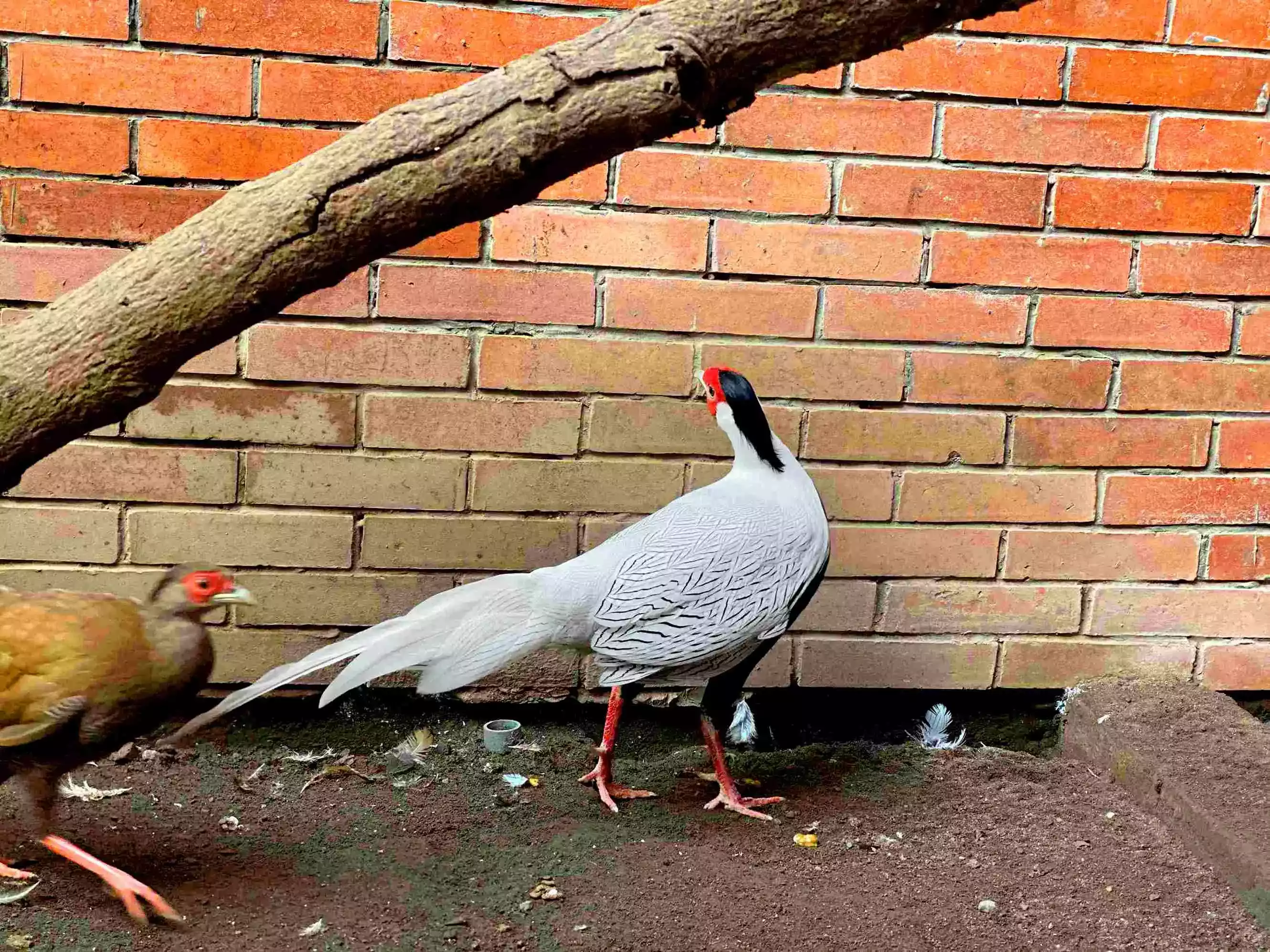 Ayam Silver Pheasant