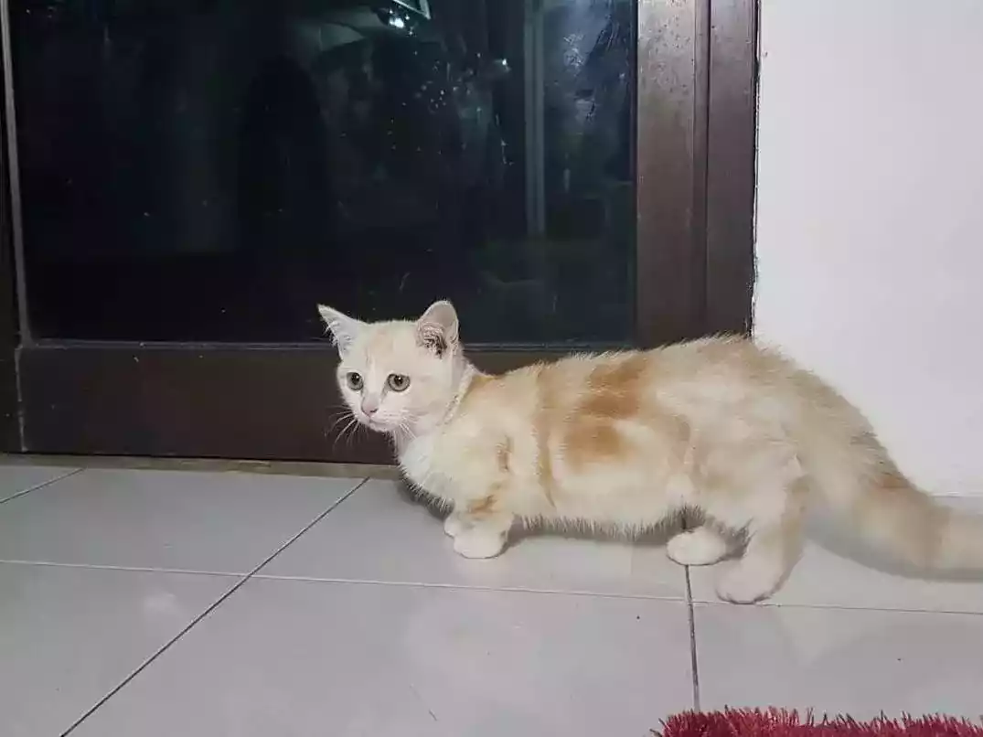 Kucing Munchkin Long Hair