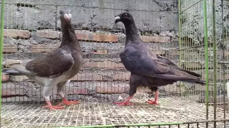 Burung Merpati English Carrier