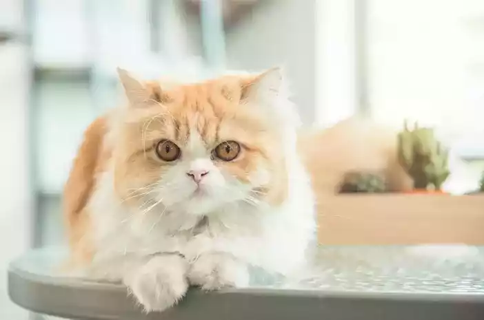 Kucing Persia Flatnose