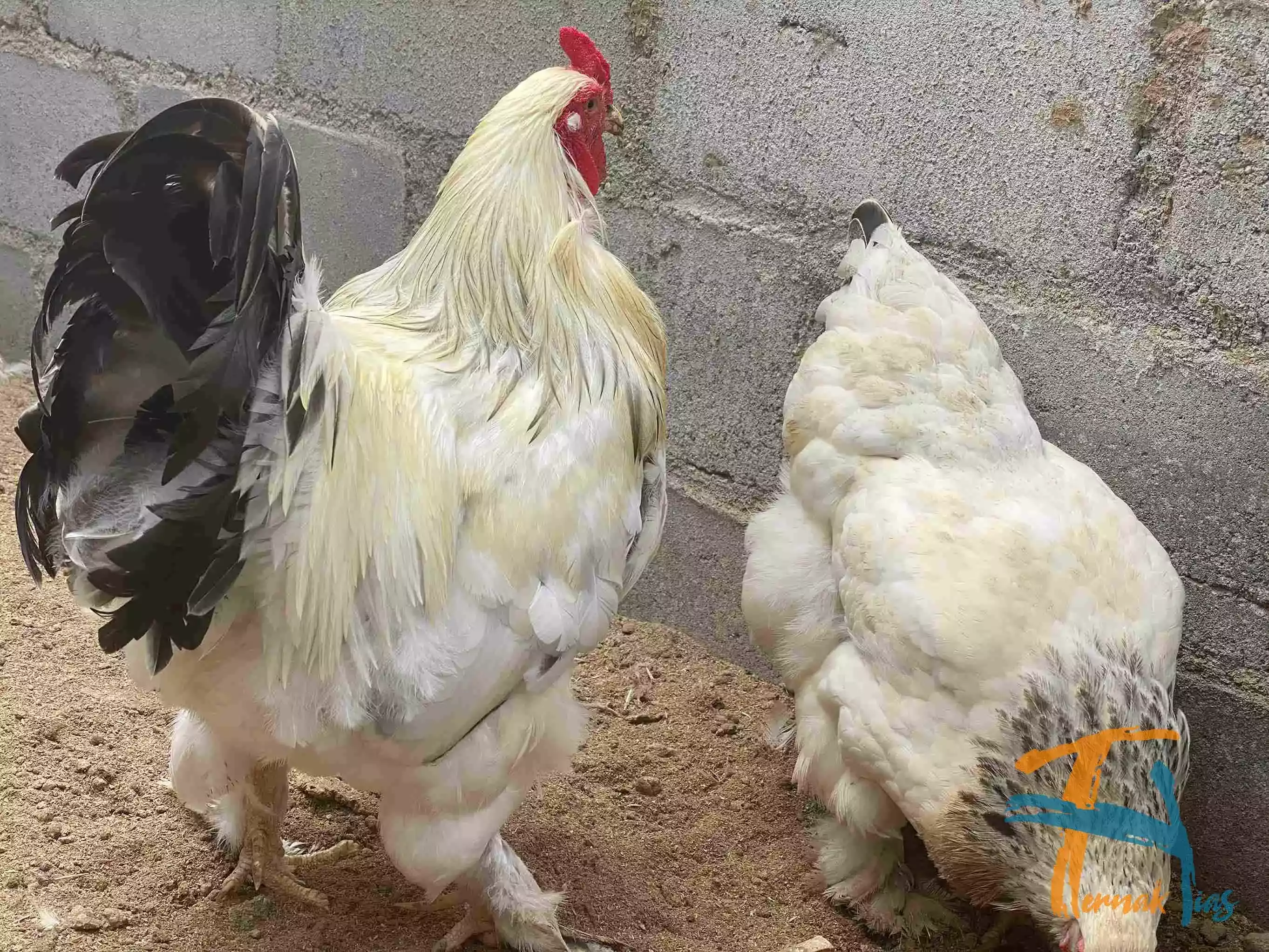Ayam Brahma