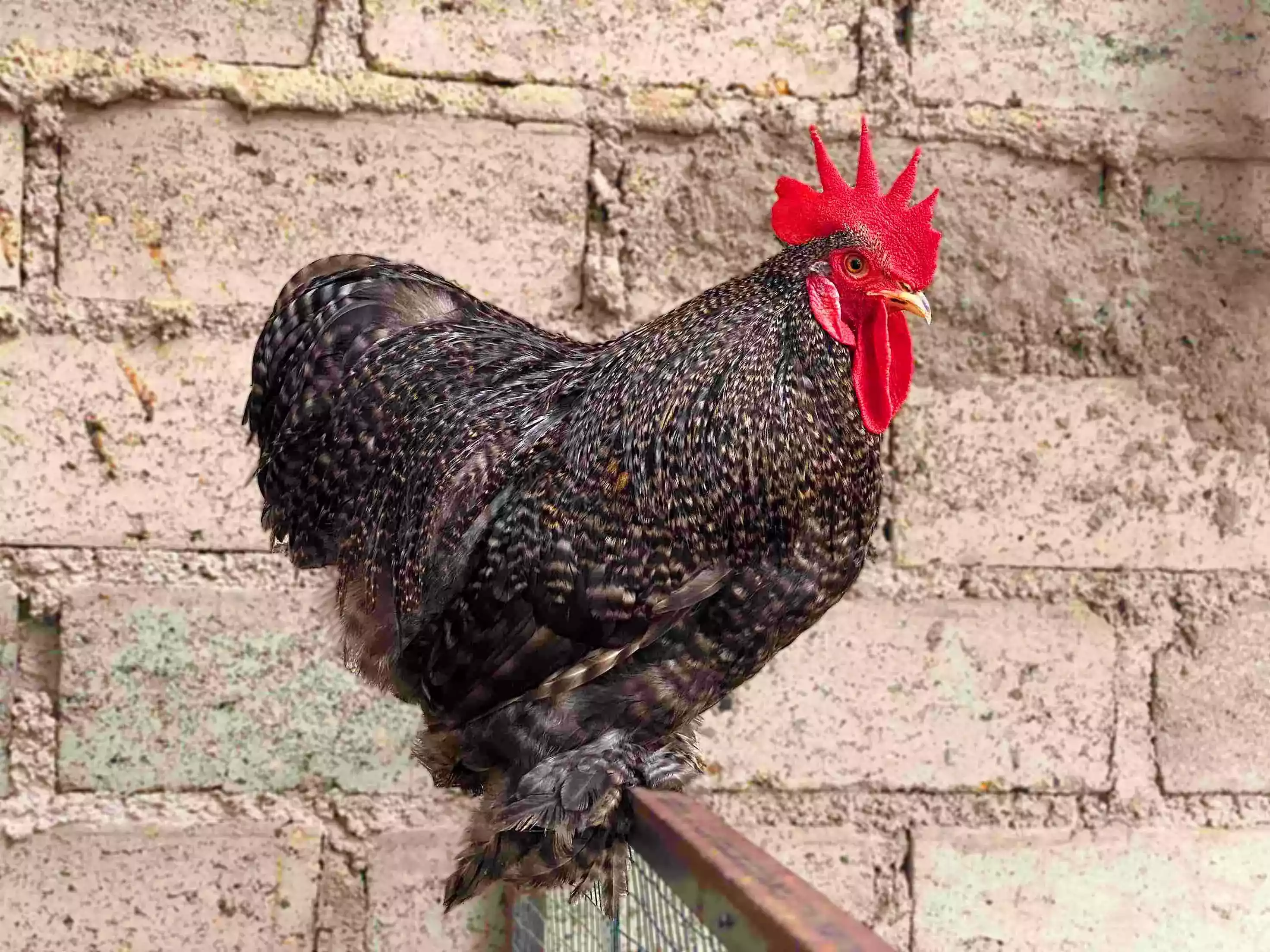 Ayam Brahma