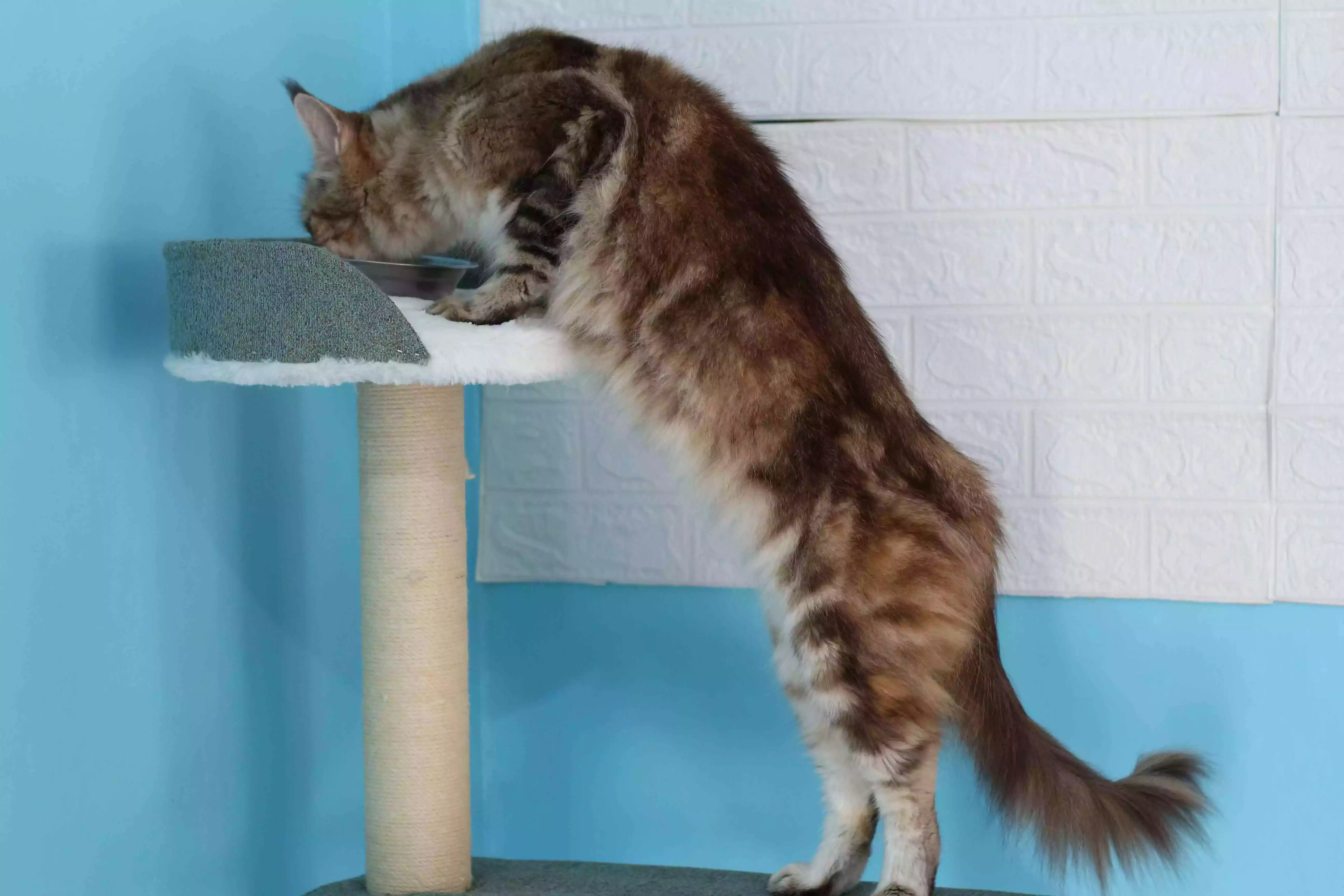Kucing Maine Coon
