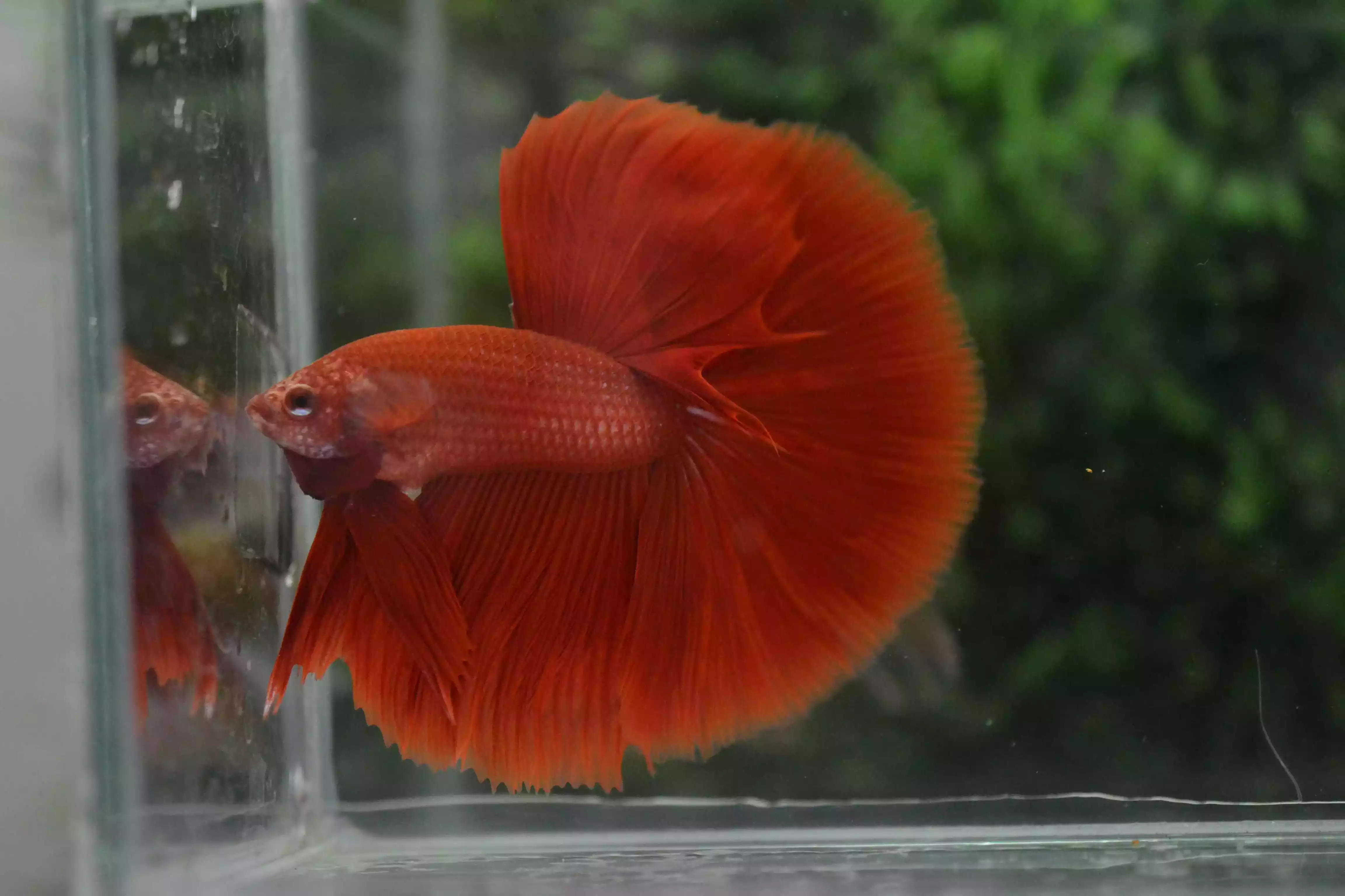 Ikan Cupang Halfmoon