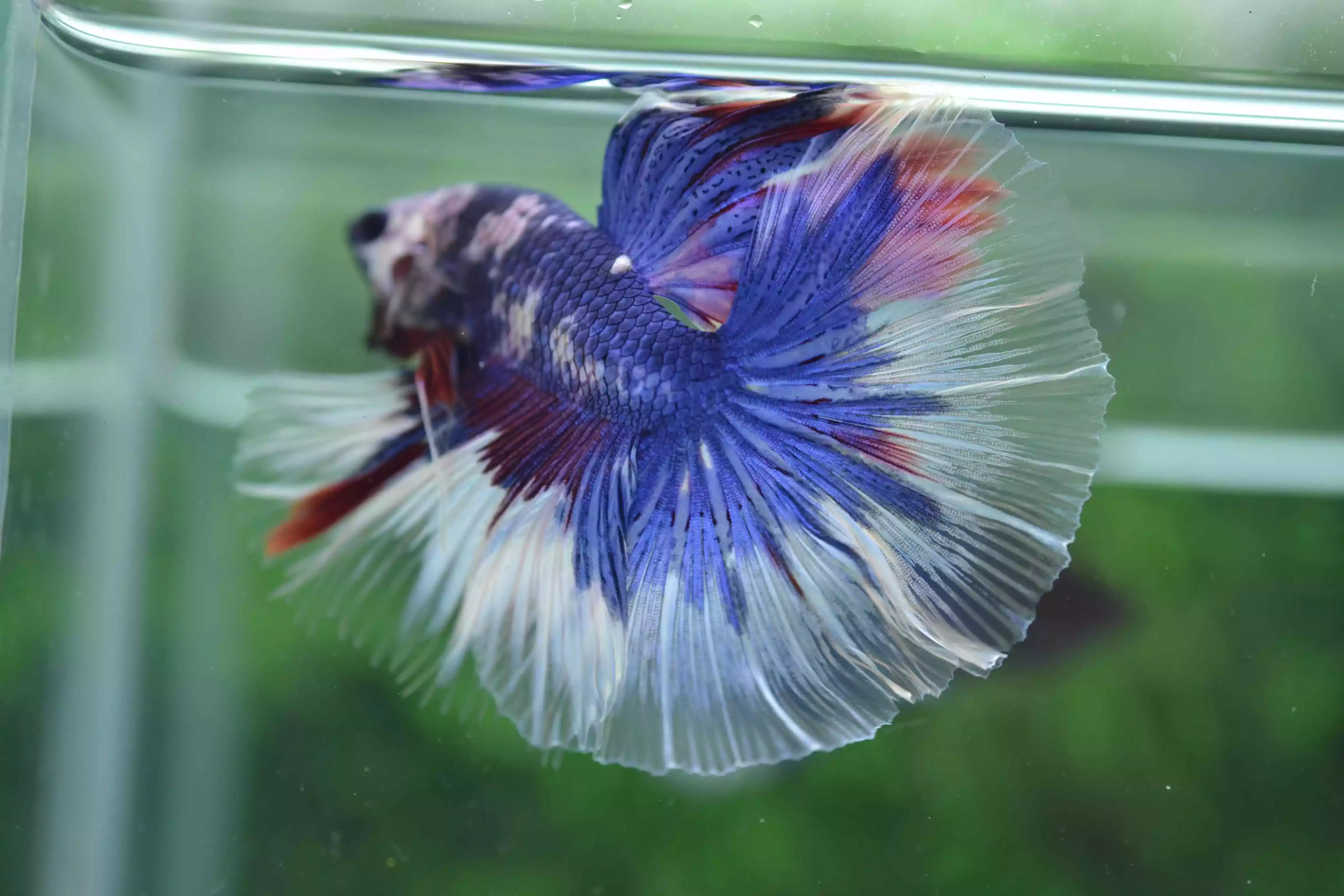 Ikan Cupang Halfmoon Fancy