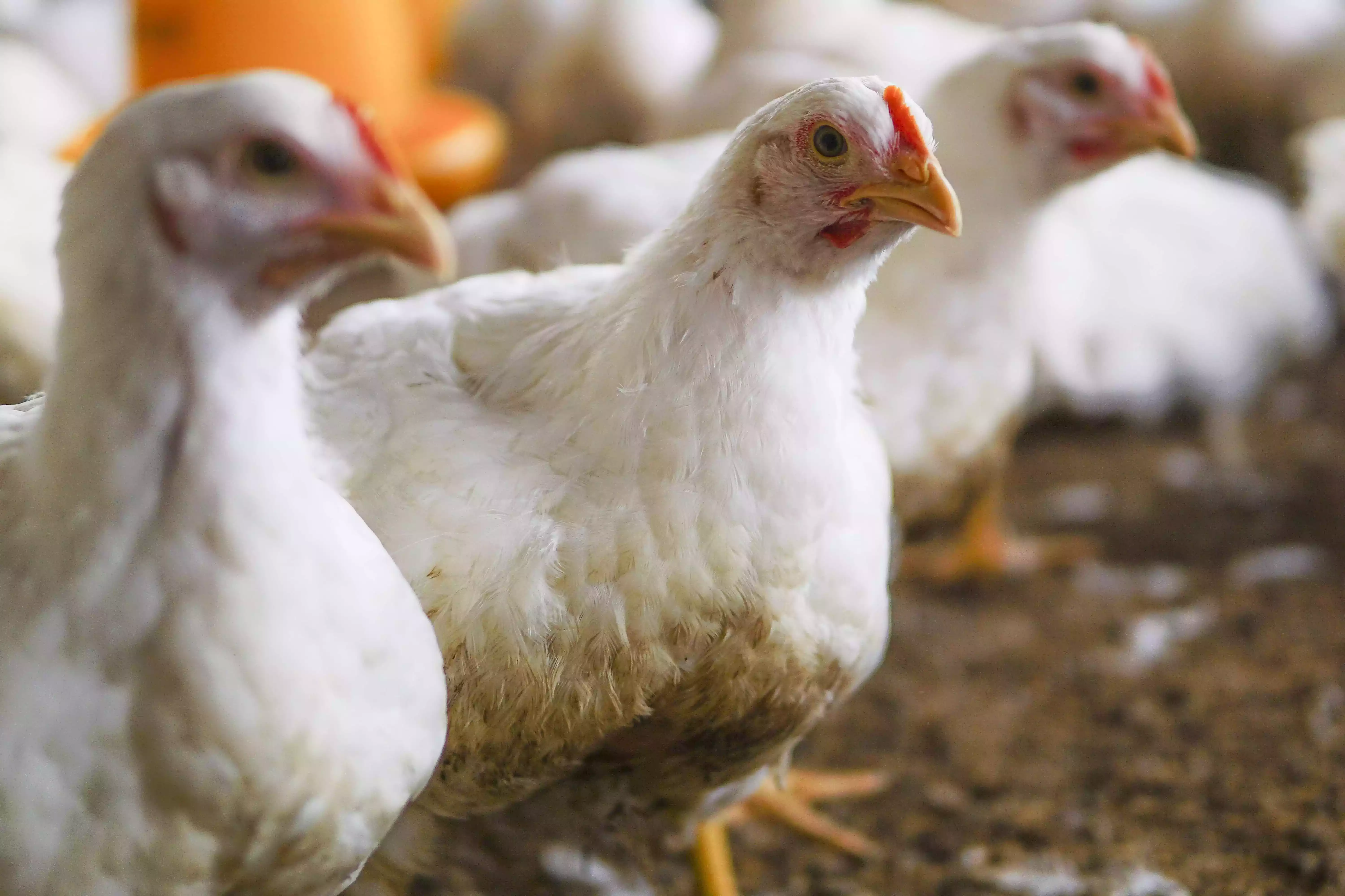 Jual Ayam Berkualitas Cocok untuk Usaha