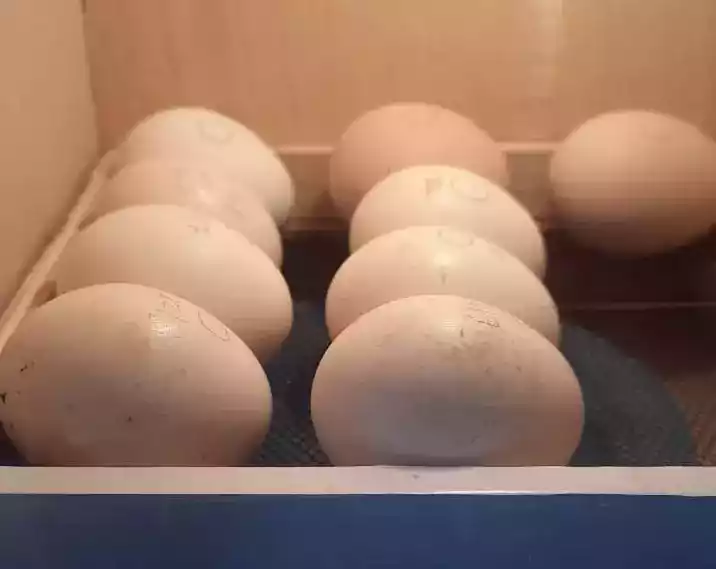 Telur Ayam Bangkok
