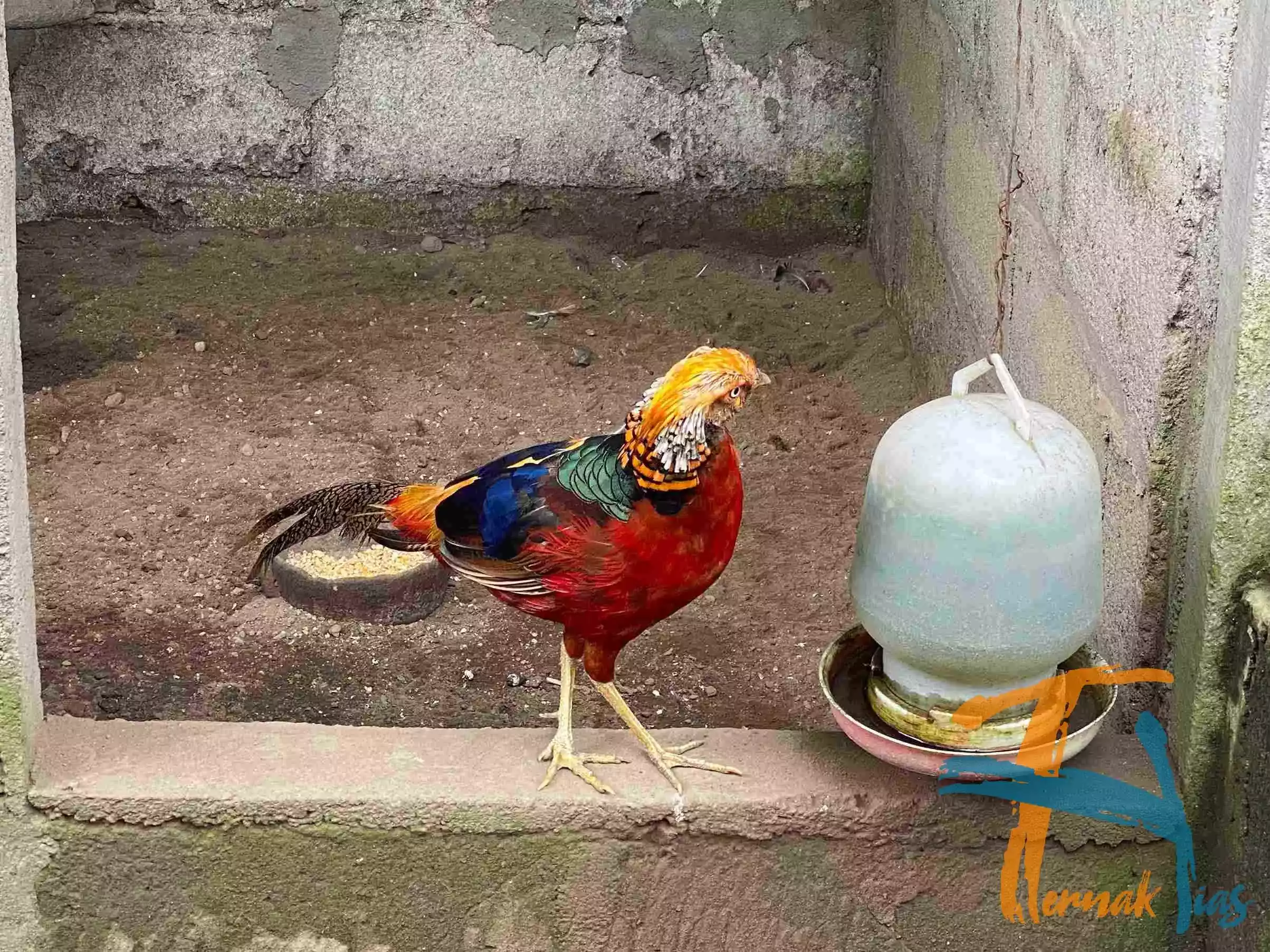 Golden Pheasant
