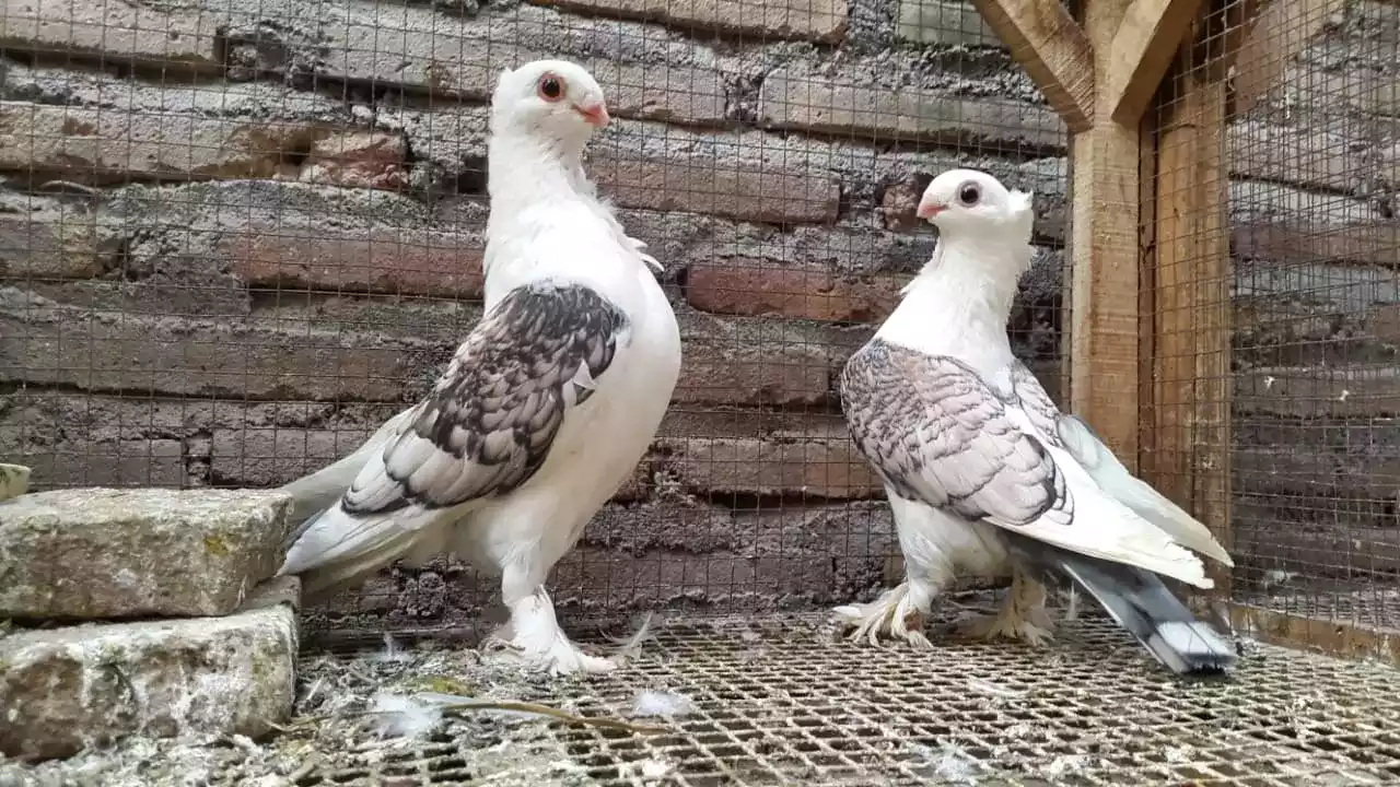 Burung Merpati Sattinet
