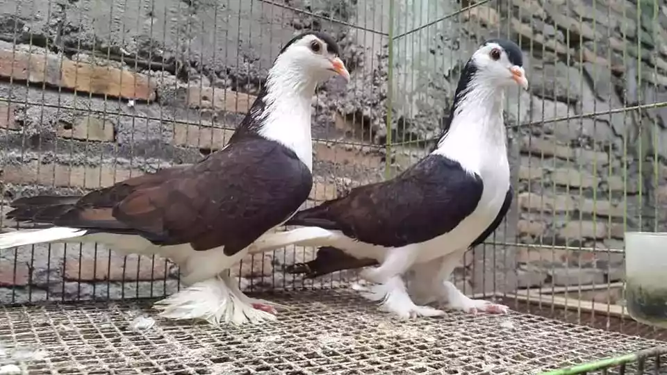 Burung Merpati Lahore