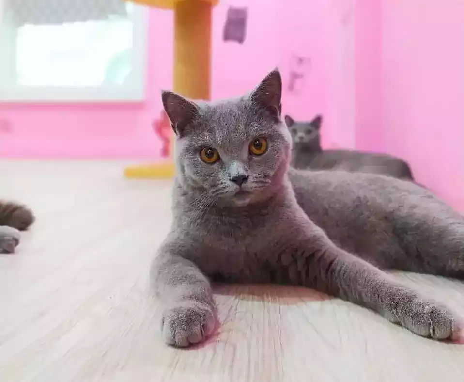 Kucing British Short Hair