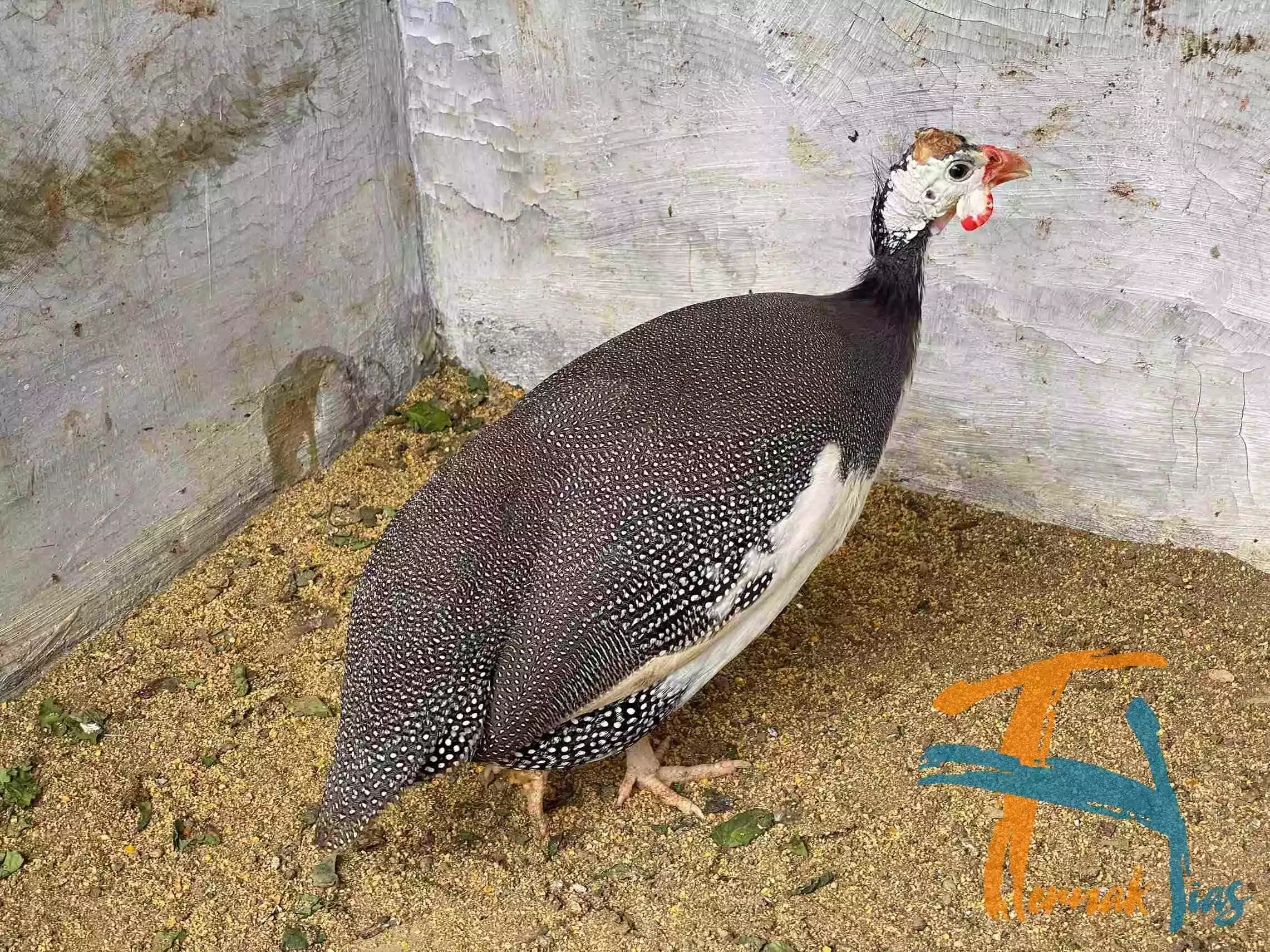 Ayam Mutiara Pied (Plangkok)