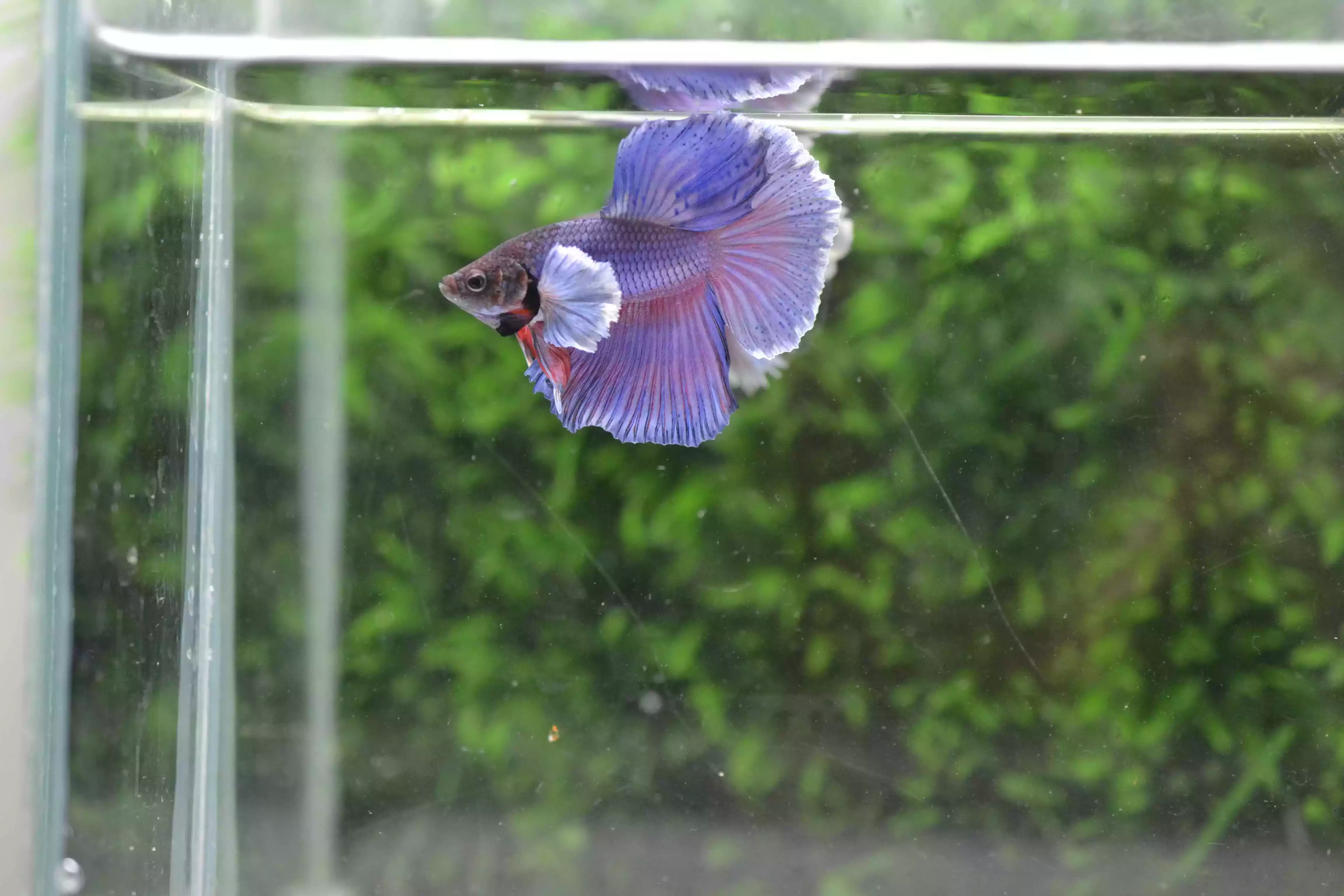 Ikan Cupang Halfmoon Dumbo Ear