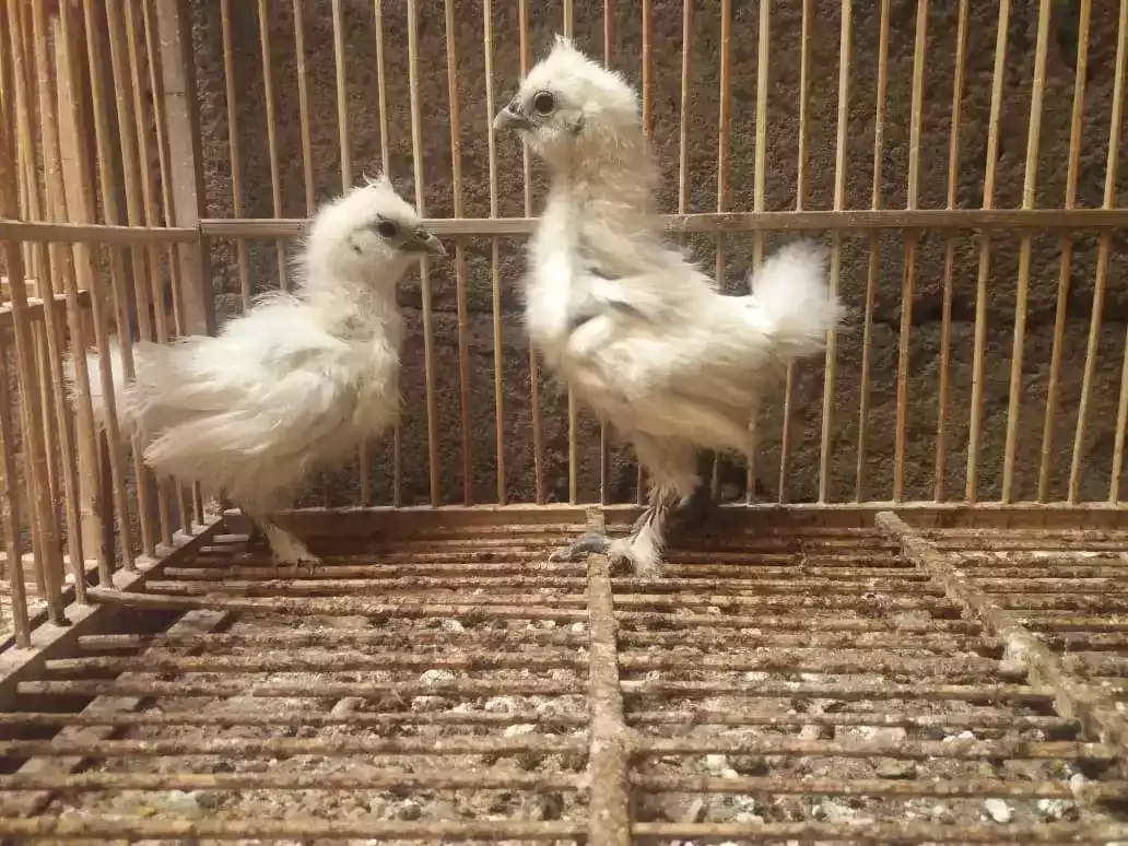 Ayam Kapas