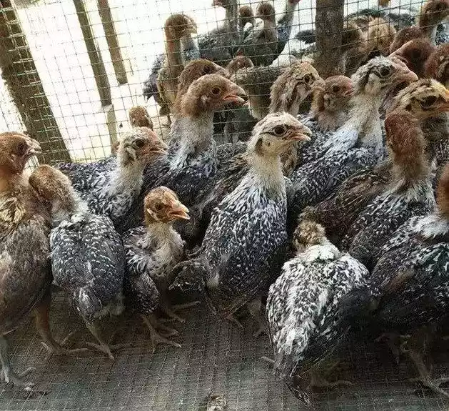 DOC Ayam Elba