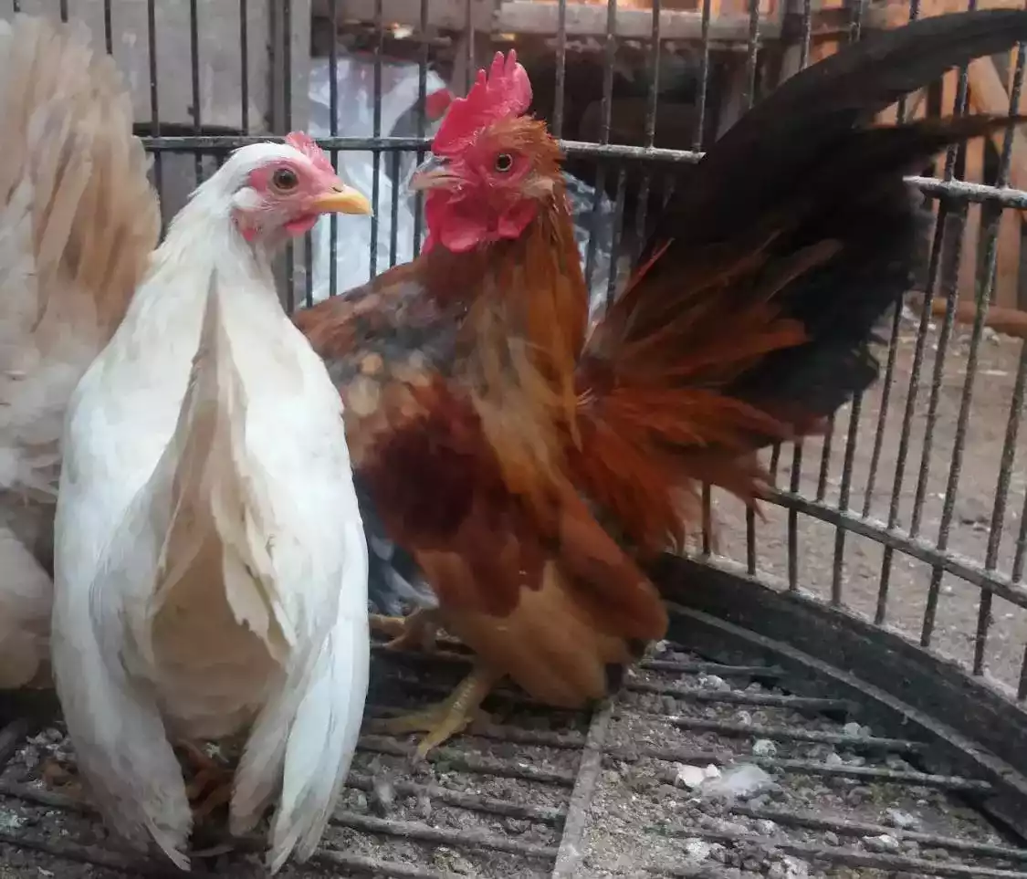 Ayam Kate