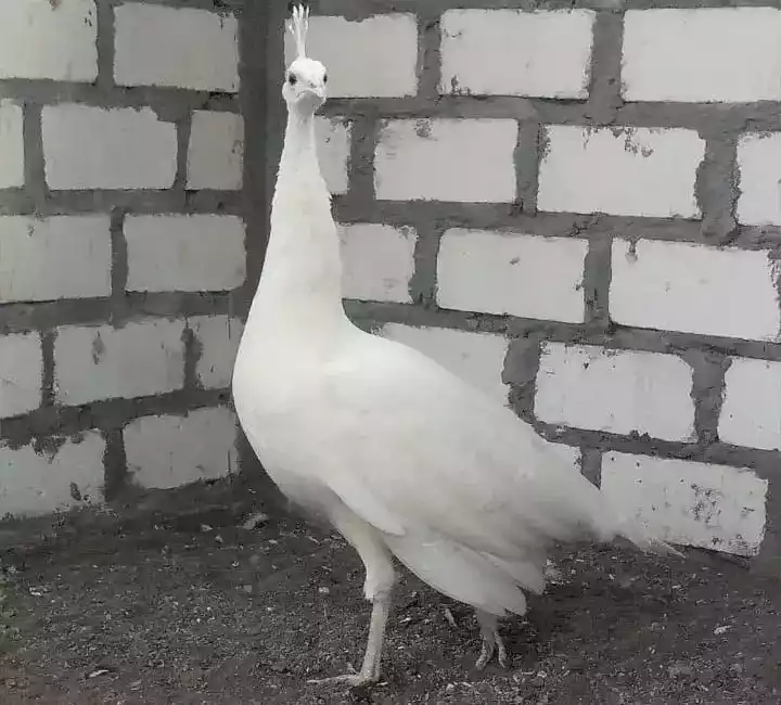 Burung Merak Putih