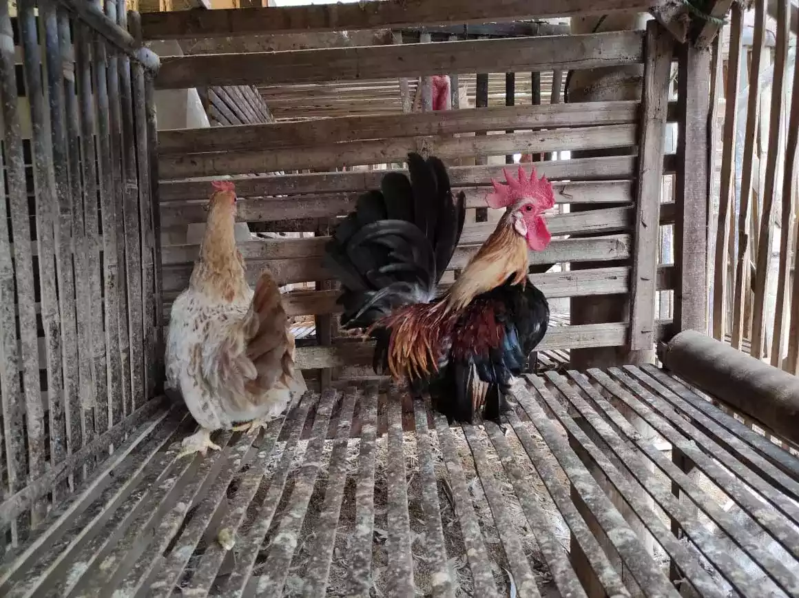 Ayam Kate
